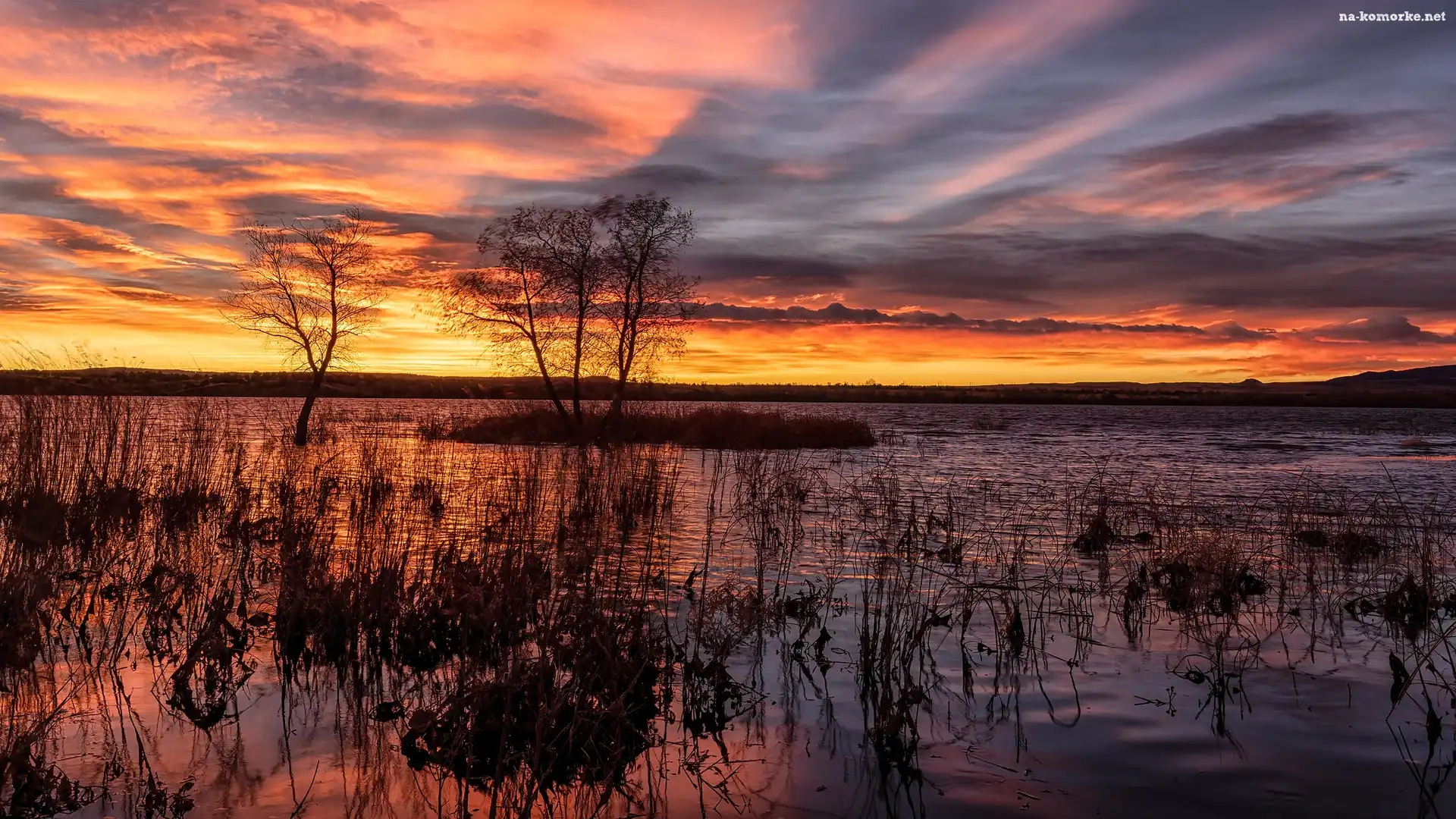 Drzewa, Jezioro, Wschód słońca, Chatfield State Park, Park stanowy, Kolorado, Stany Zjednoczone, Chatfield Lake, Szuwary