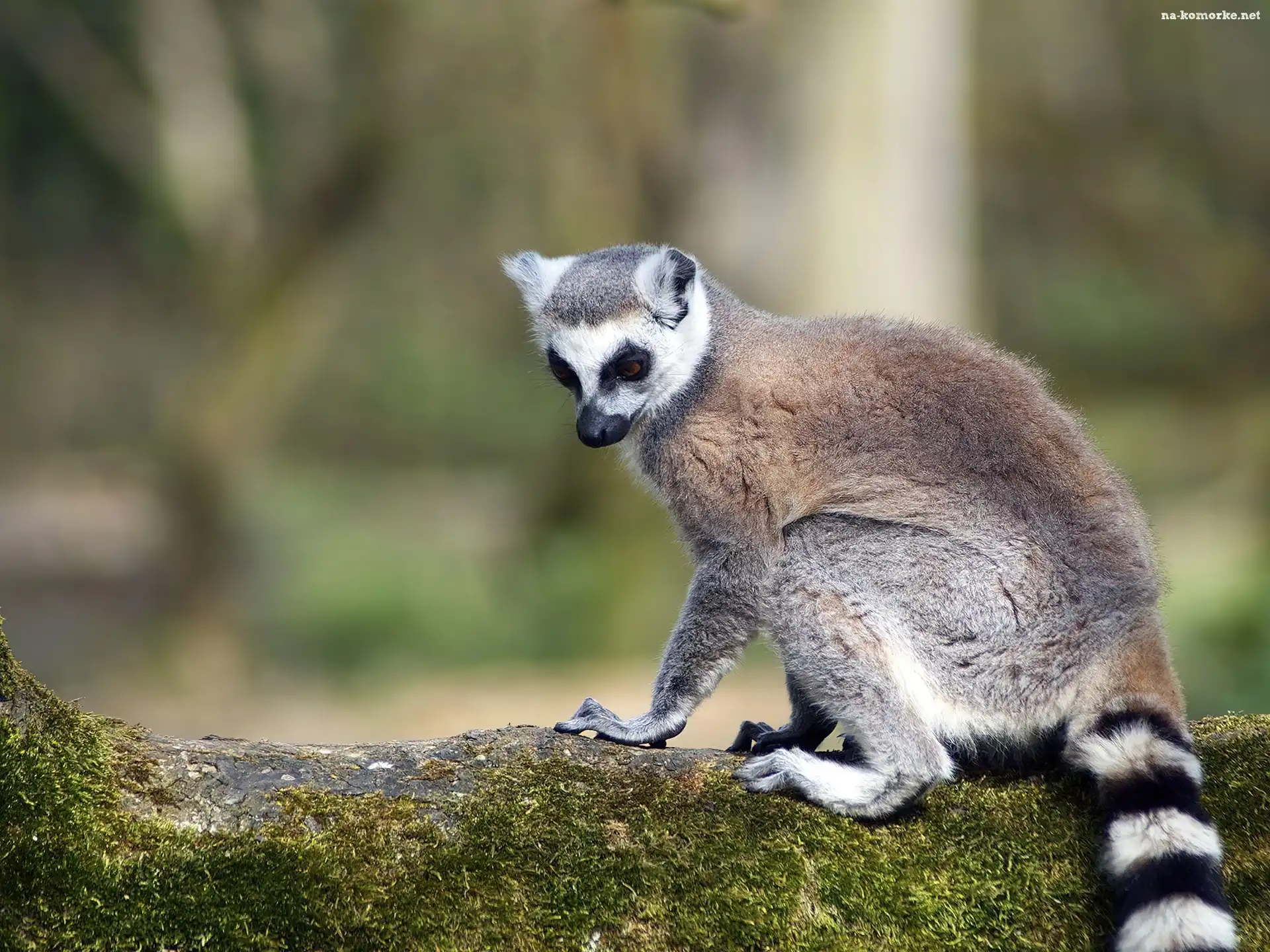 Lemur, Kita, Pasiasta