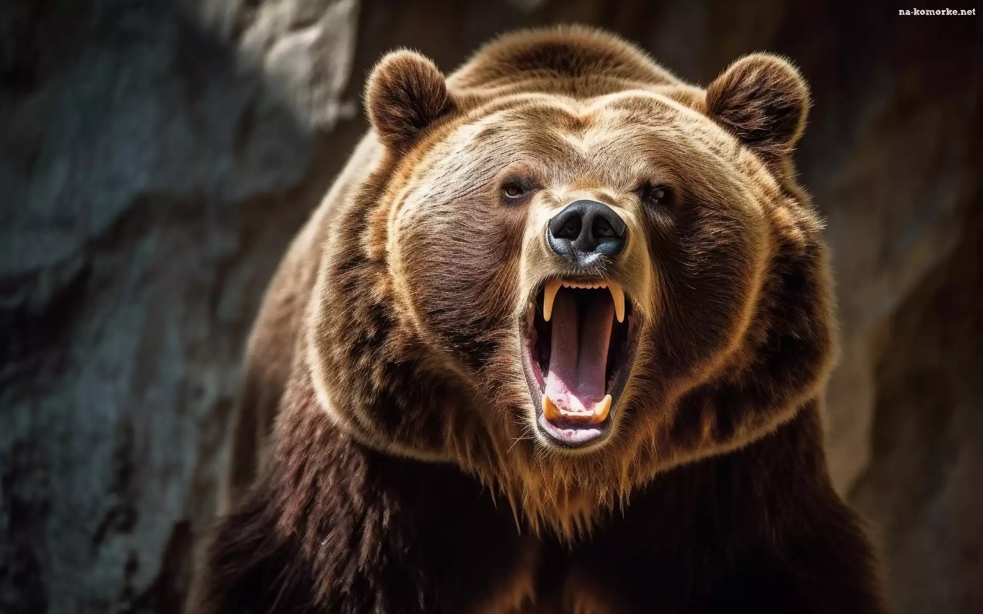 Niedźwiedź, Paszcza, Otwarta, Grizzly, Kły