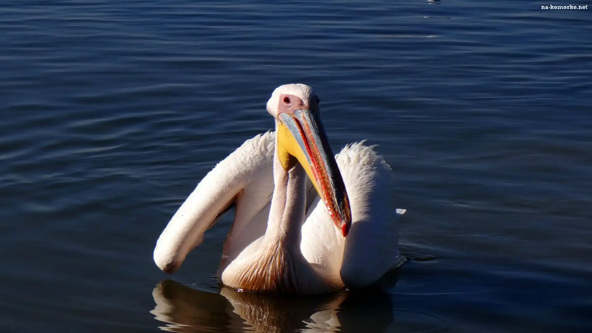 Pelikan, Jezioro