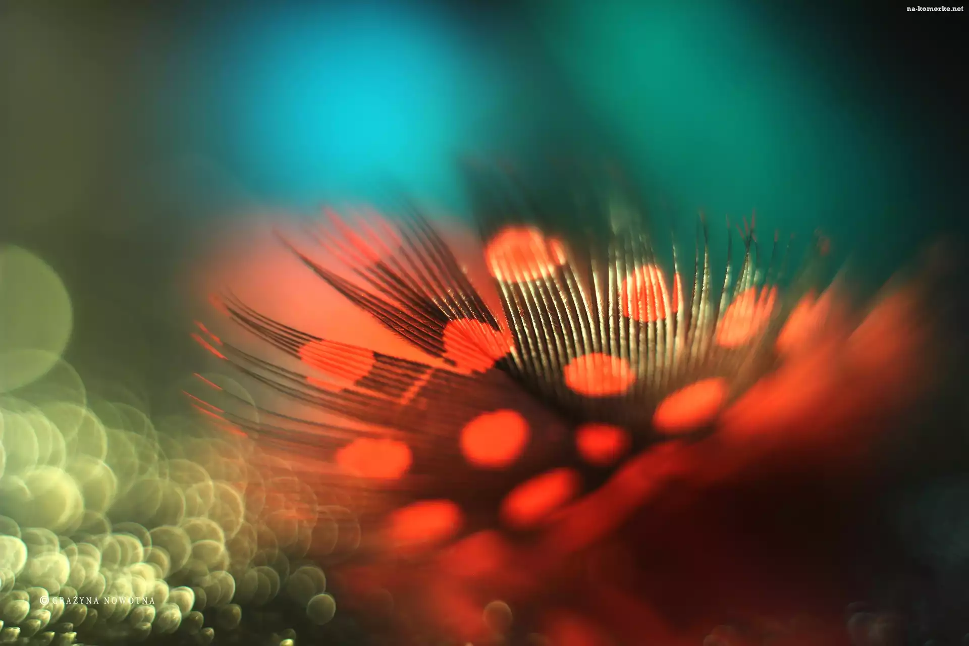 Perliczka, Czerwone, Piórko, Makro, Bokeh