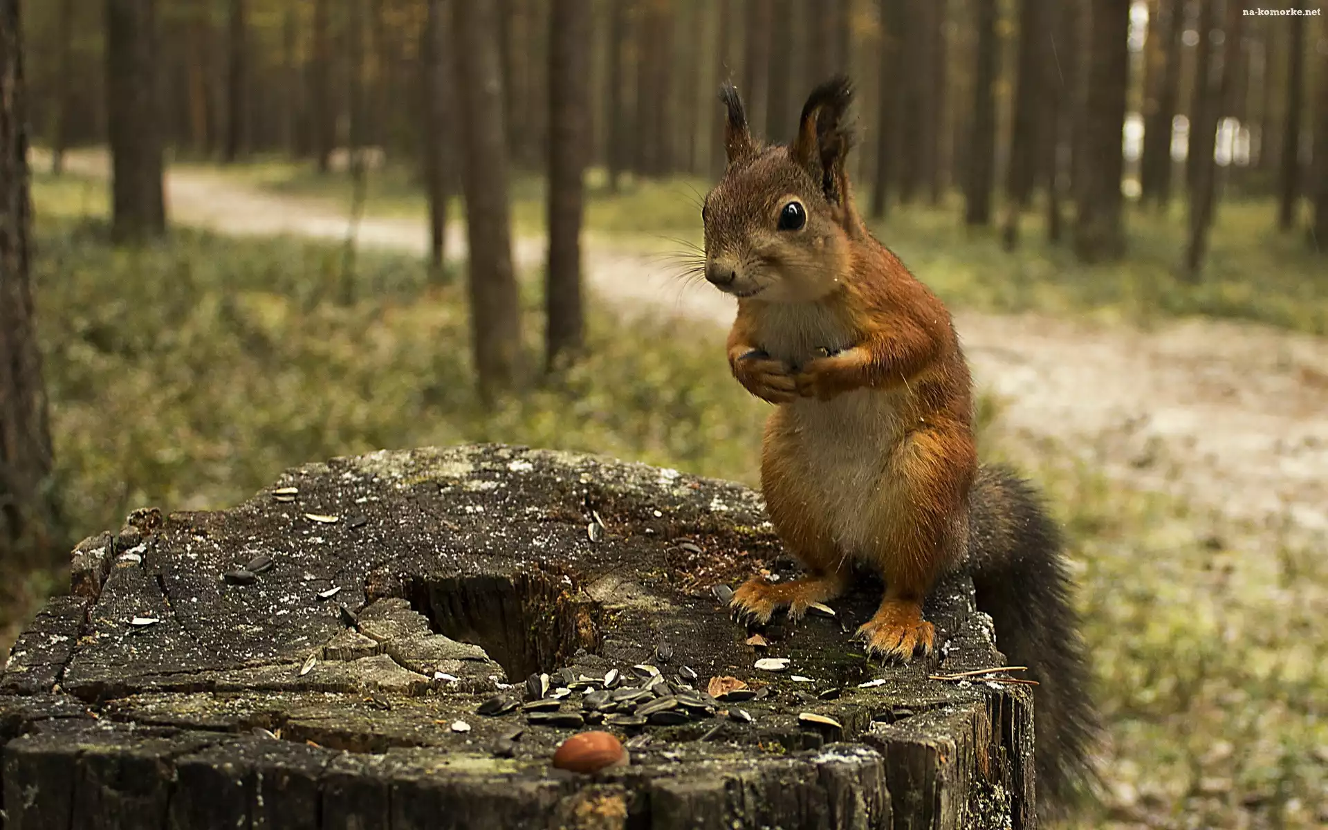 Pestki, Pień, Wiewiórka, Las, Drzewa, Słonecznika