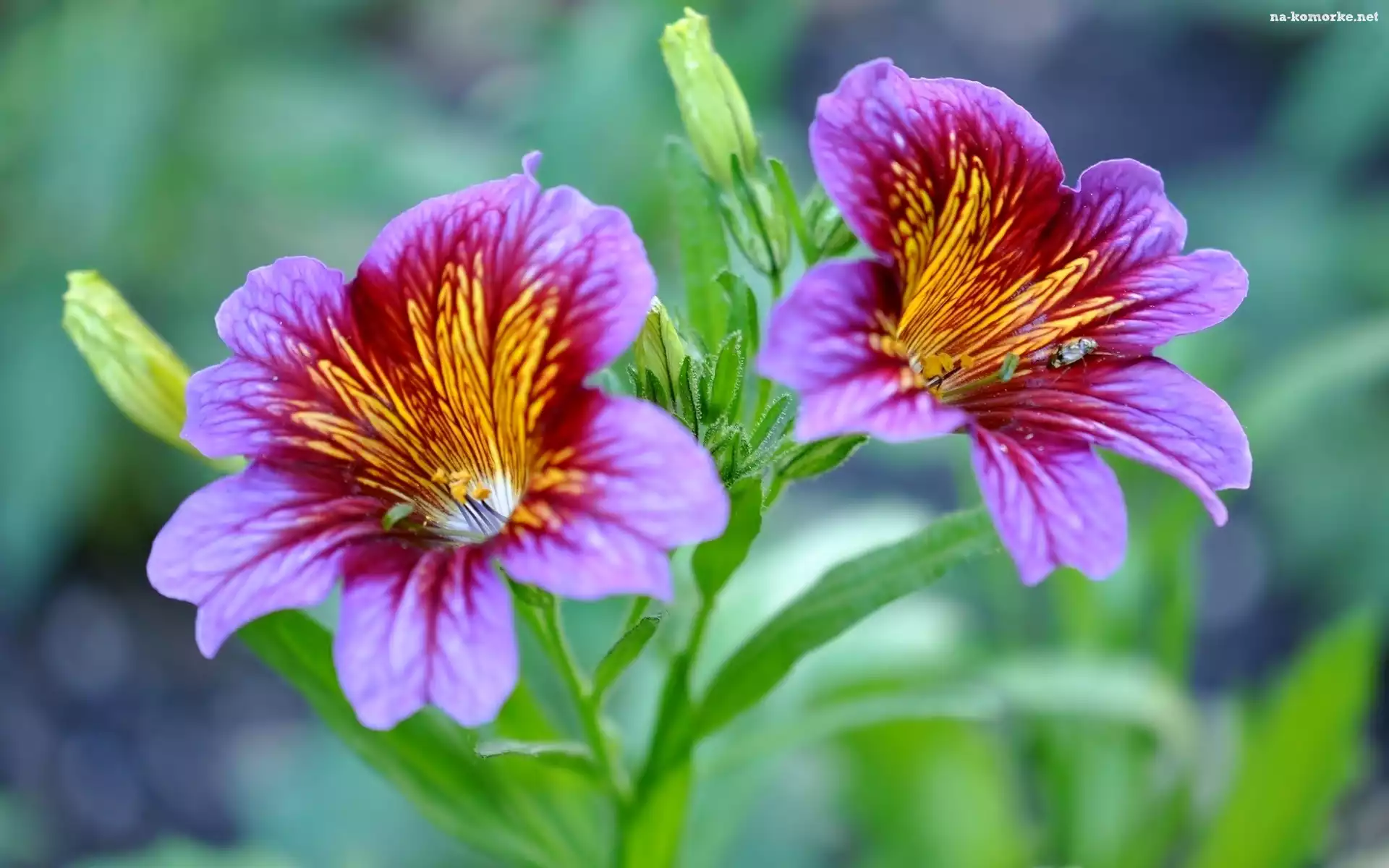 Petunia, Listki