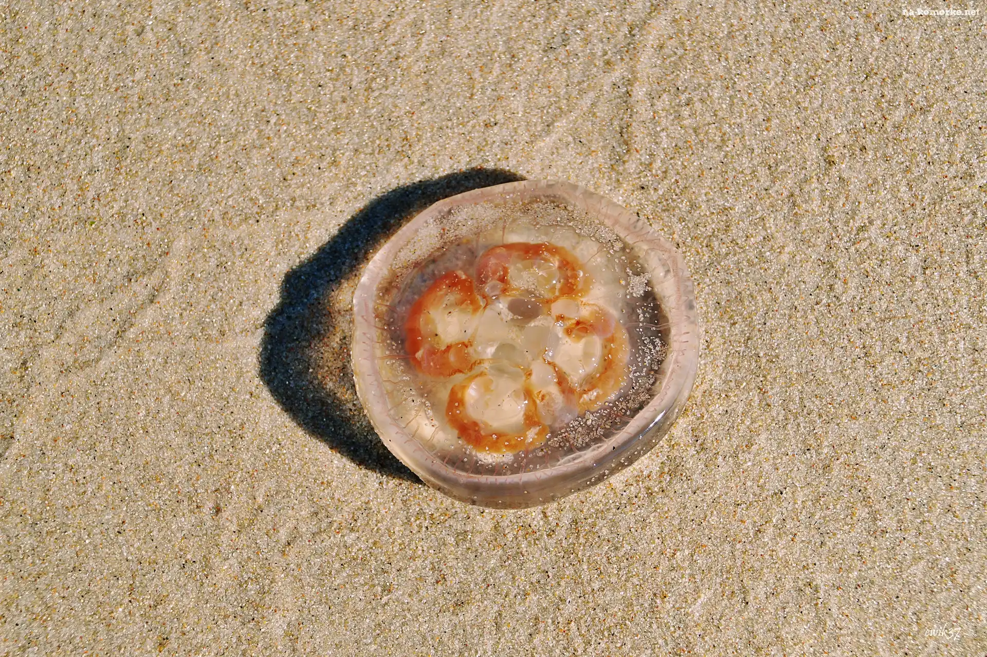 Plaża, Piasek, Meduza
