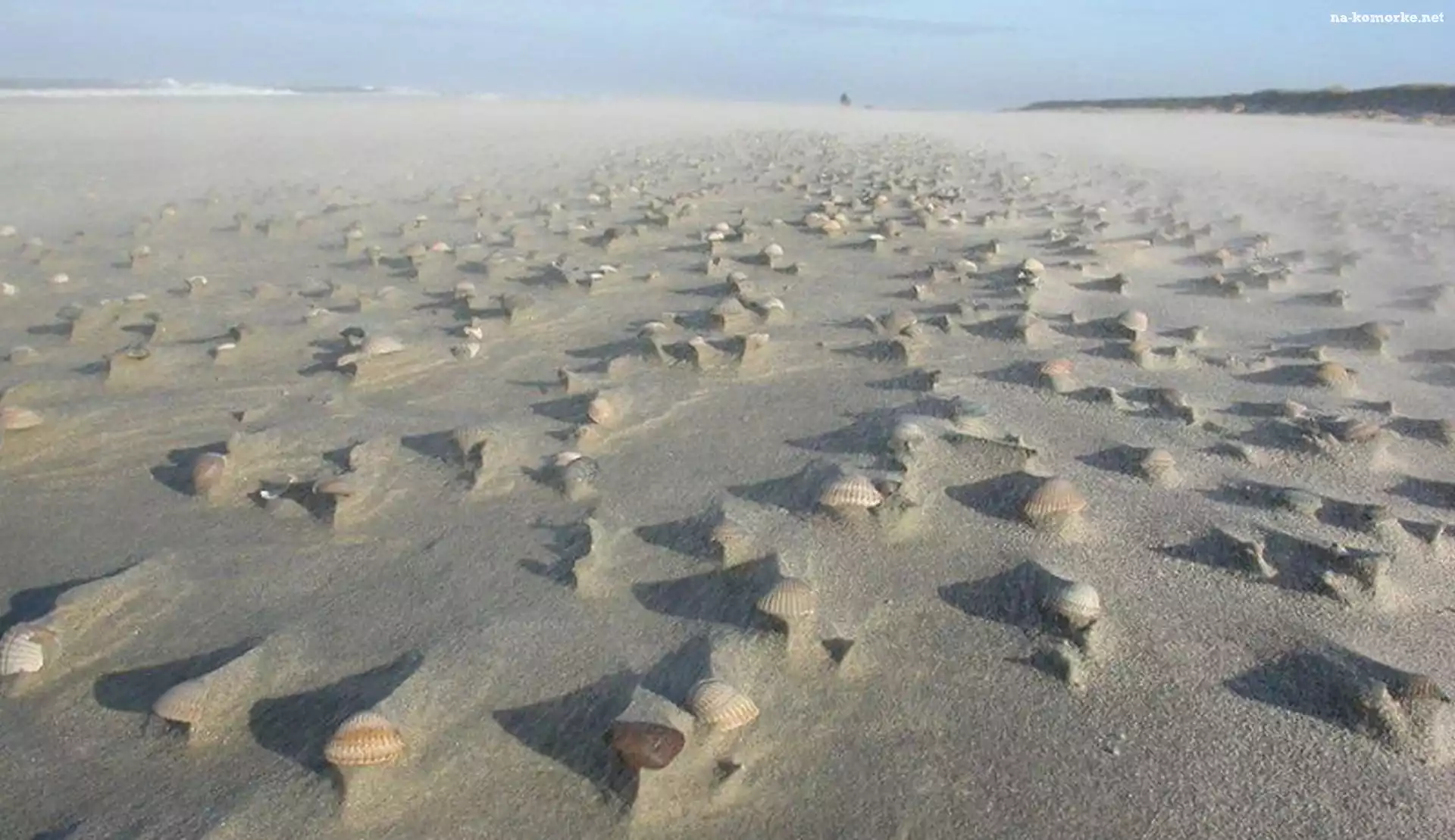 Plaża, Piasek, Muszelki