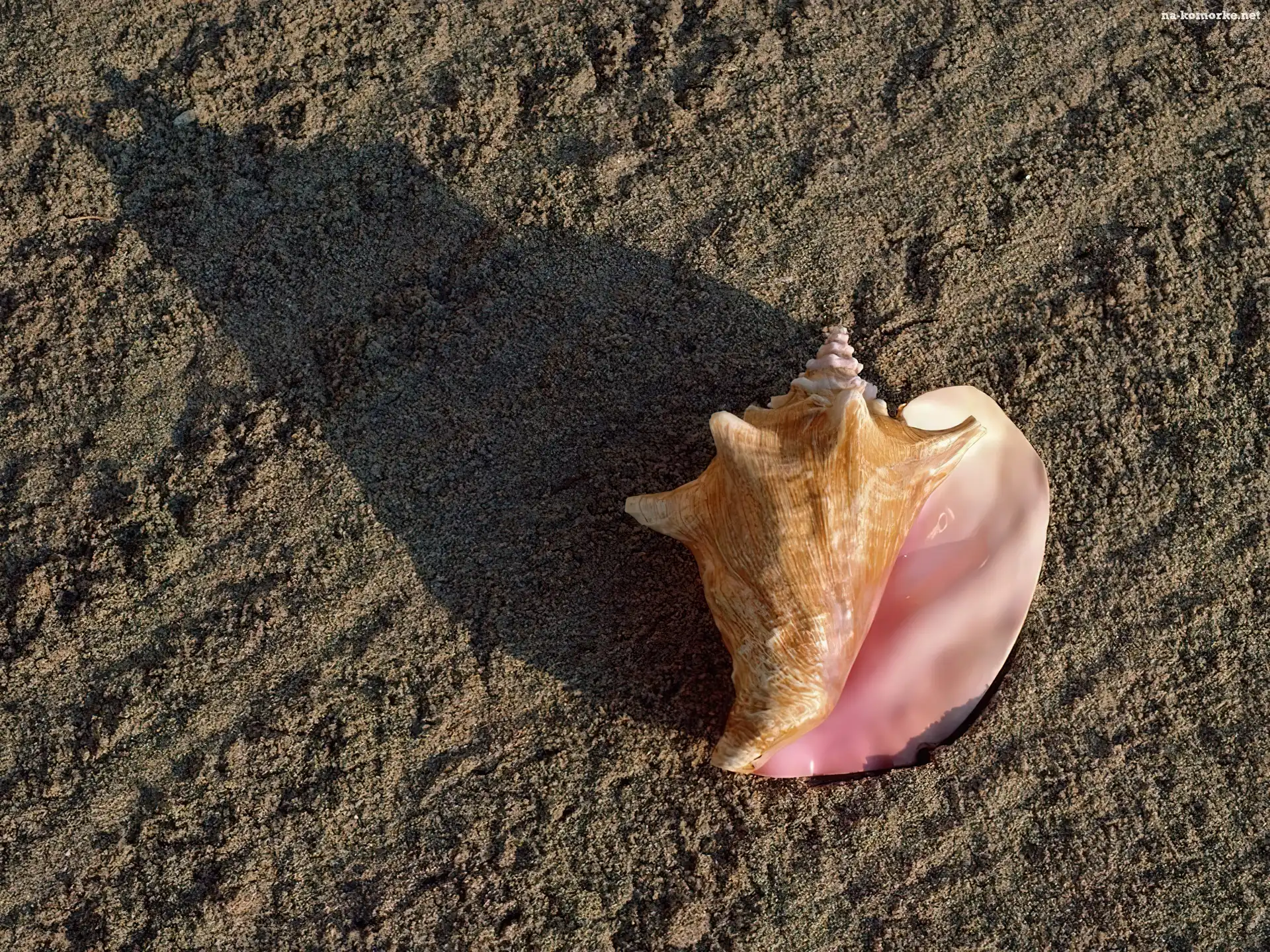 Plaża, Piasek, Muszla