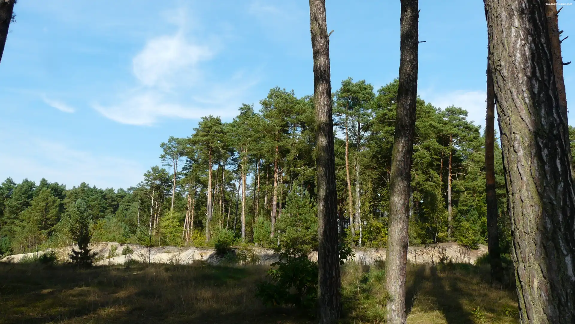 Kopalnia, Piasku, Sosny