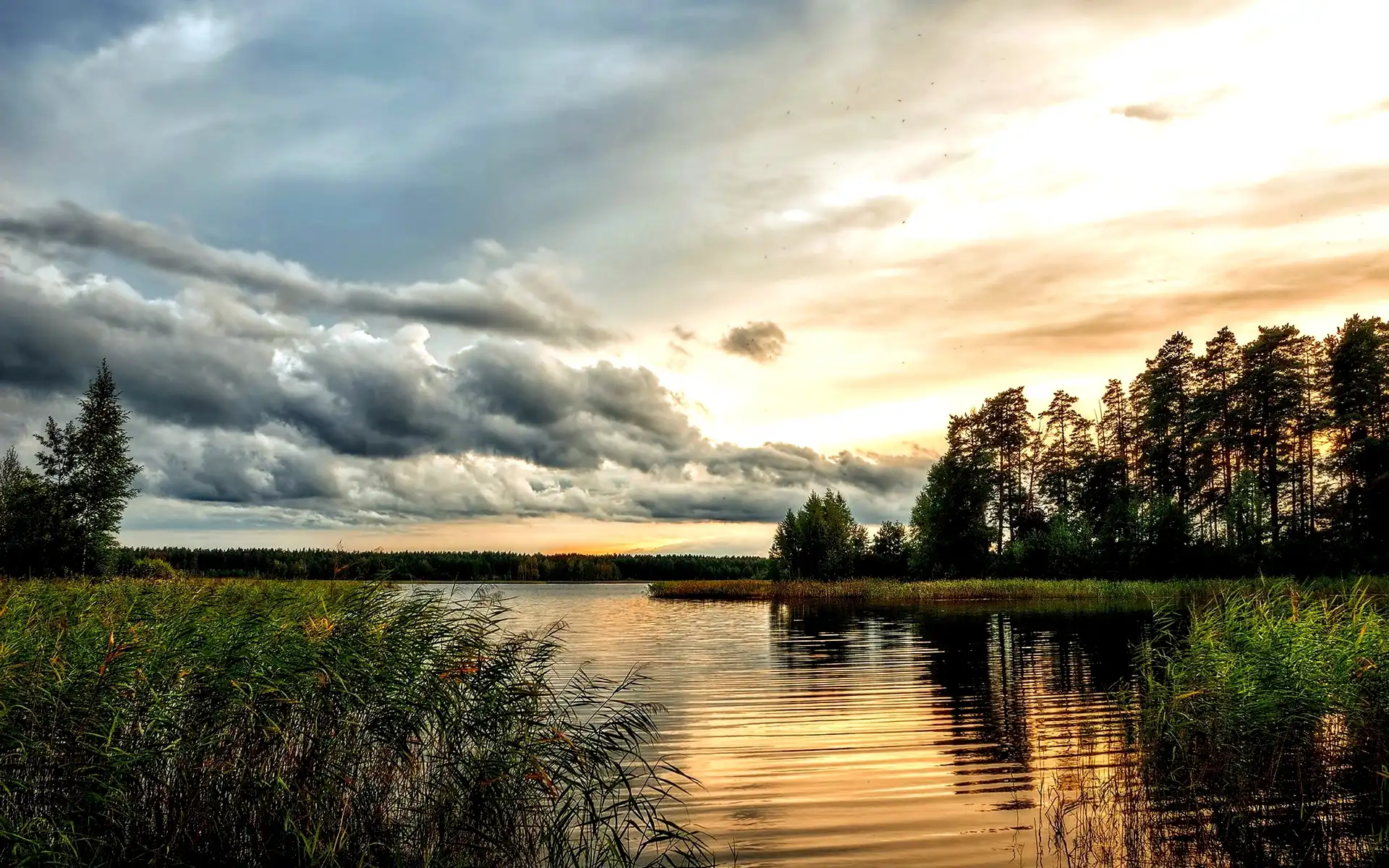 Piękne, Drzewa, Jezioro, Szuwary