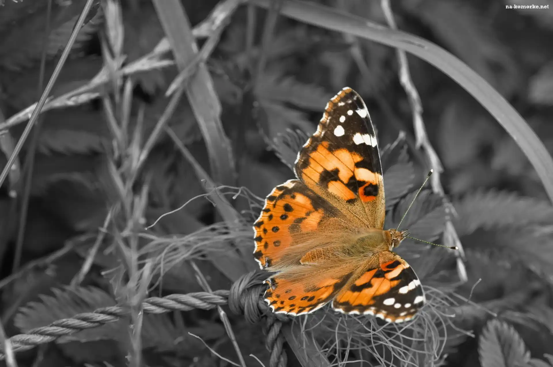Piękny, Las, Motyl, Trawy