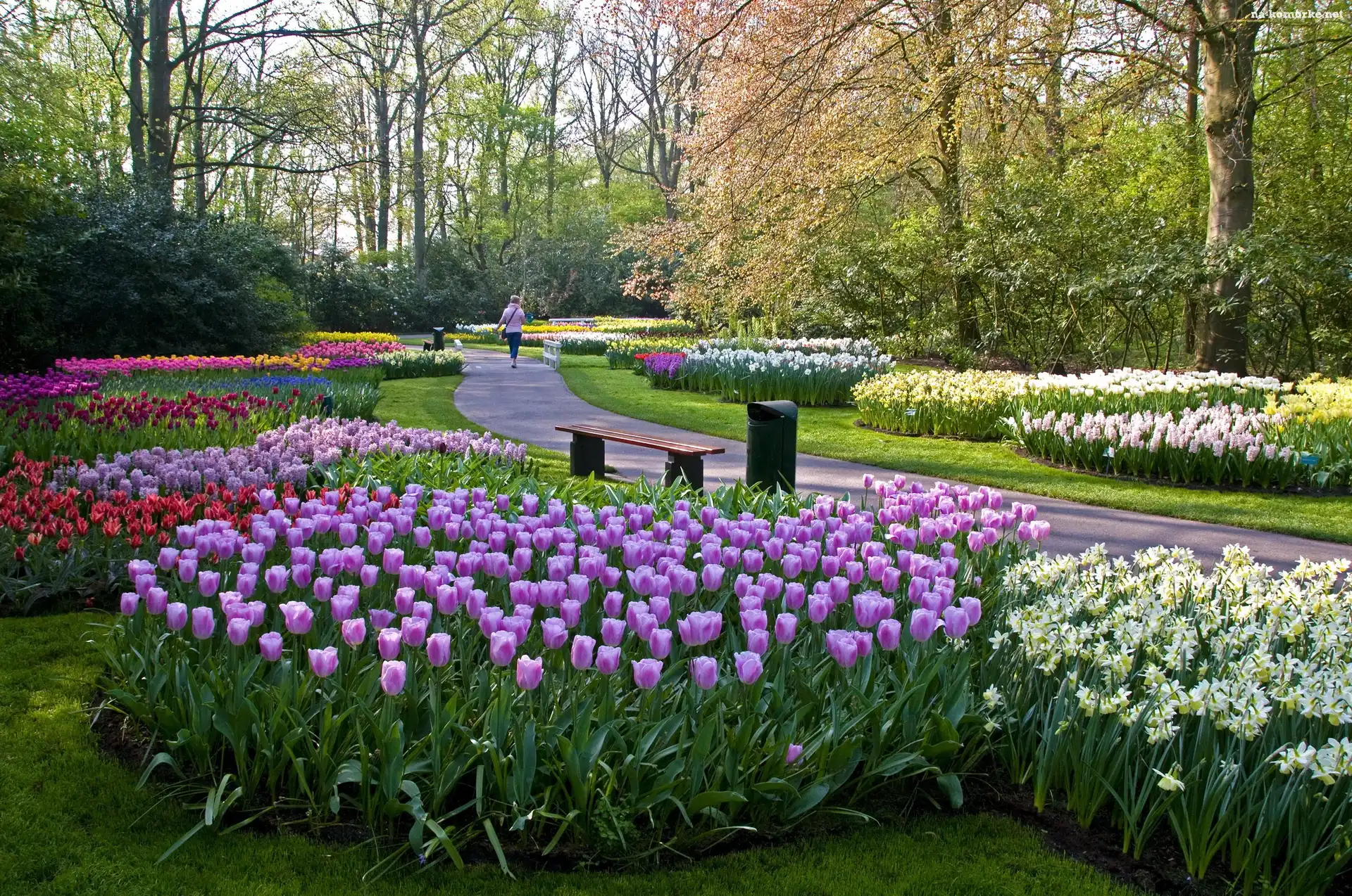 Piękny, Drzewa, Park, Kwiaty