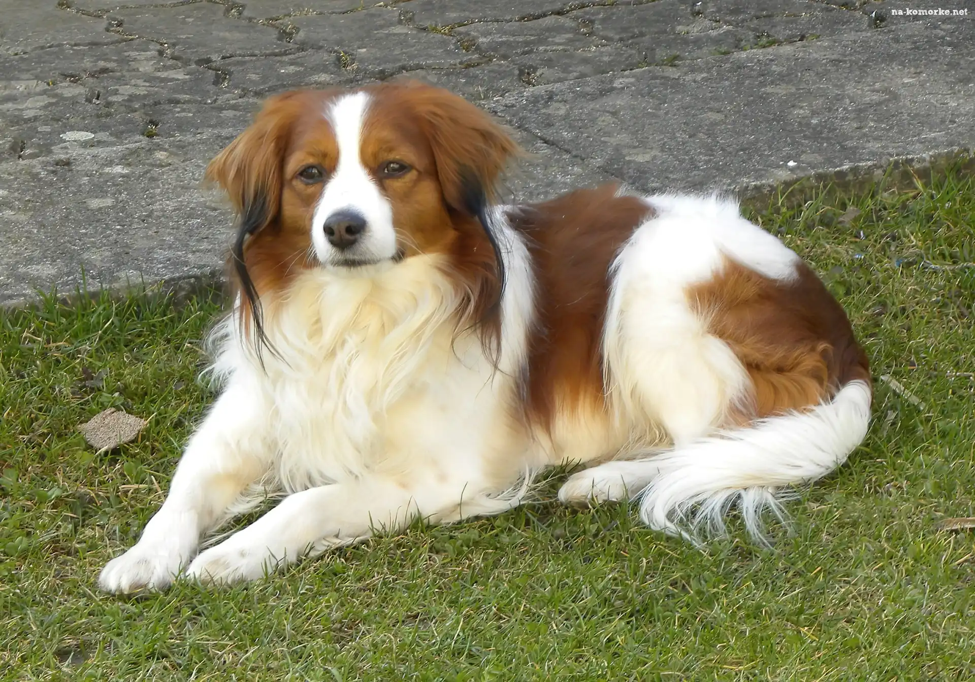 piękny, Kooikerhondje, leżący, Płochacz holenderski