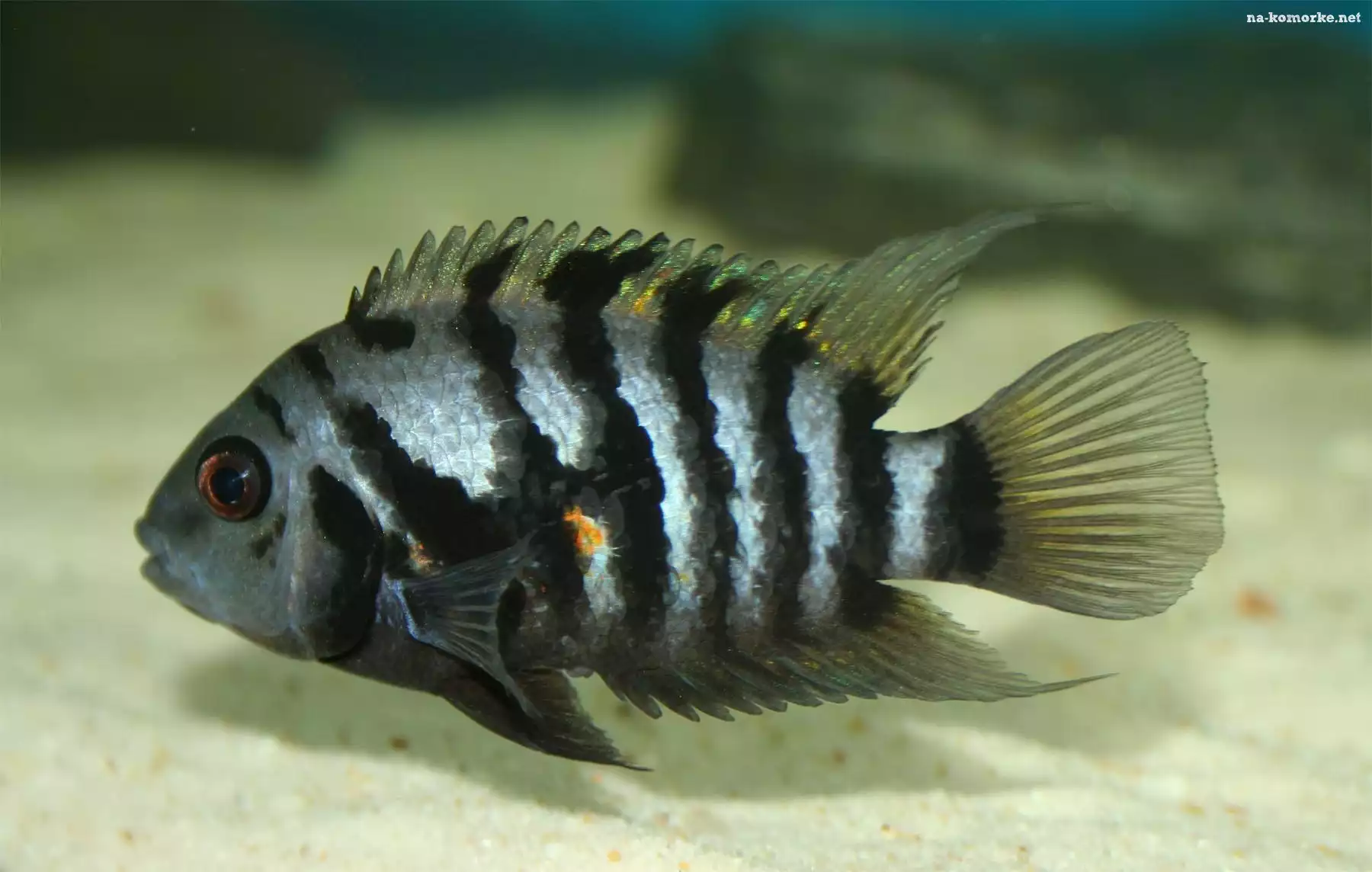 Pielęgnica, Zebra