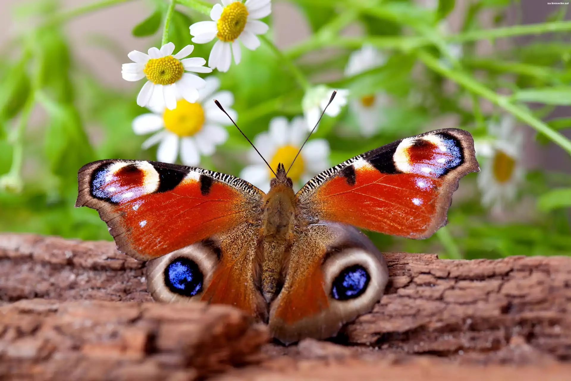Piękny, Pień, Drzewa, Motyl, Rusałka, Pawik, Kwiaty