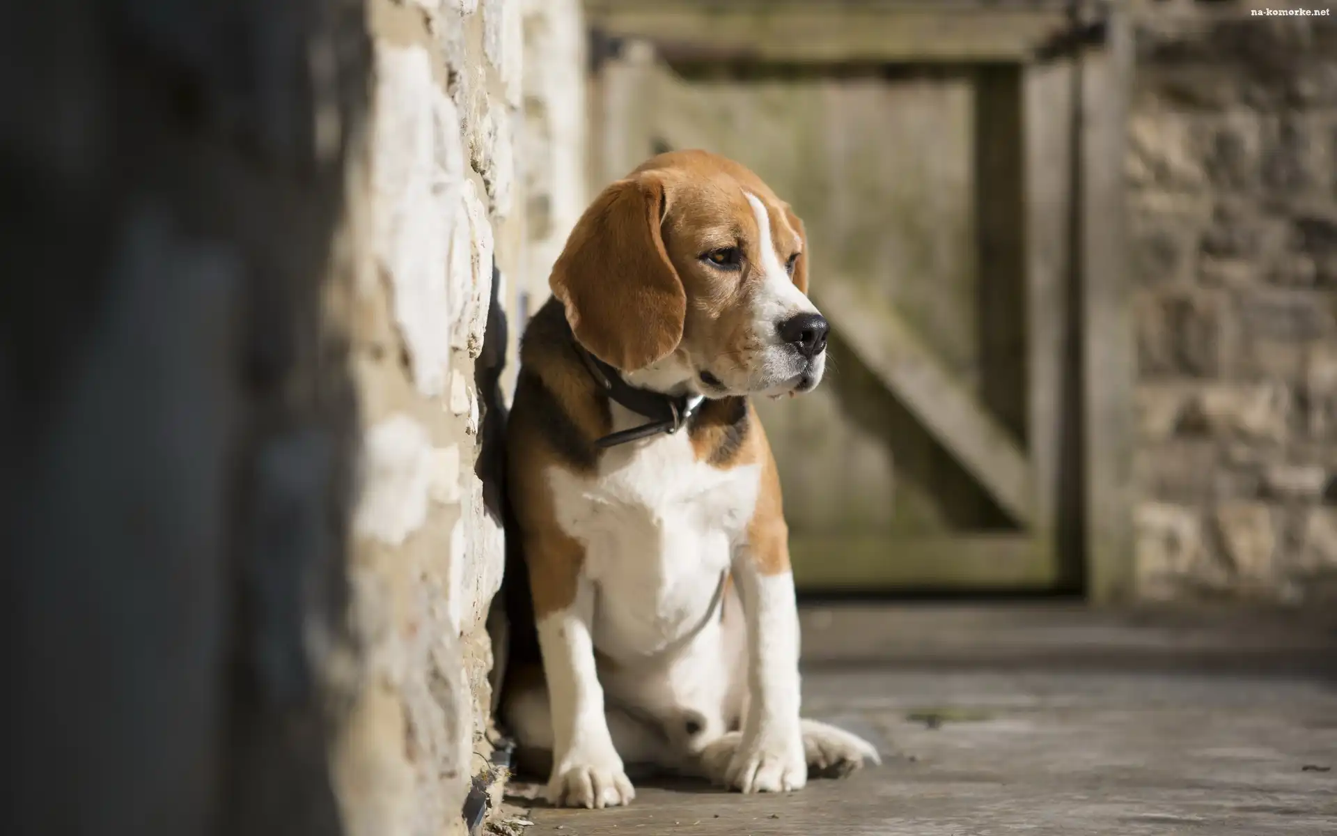 Pies, Obroża, Beagle, Ściana