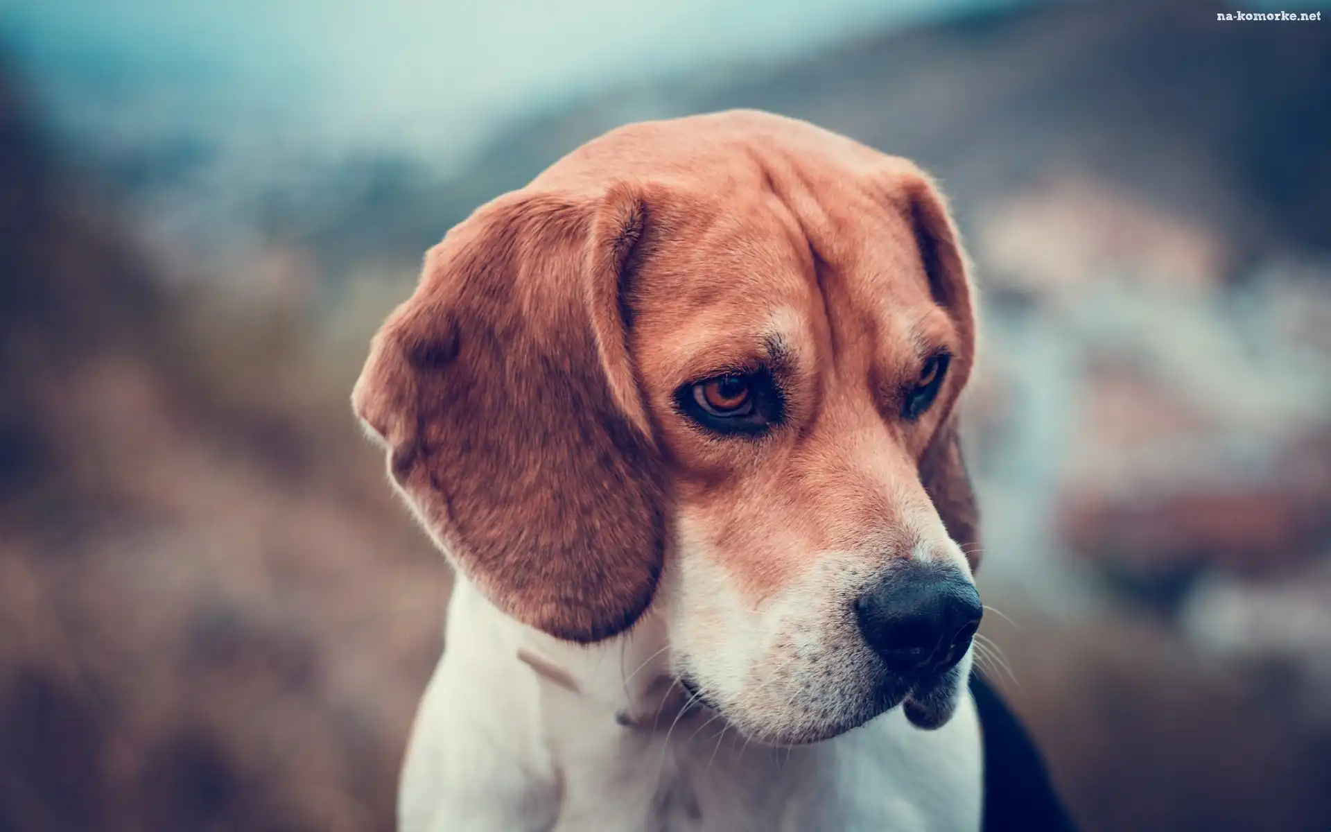 Pies, Beagle
