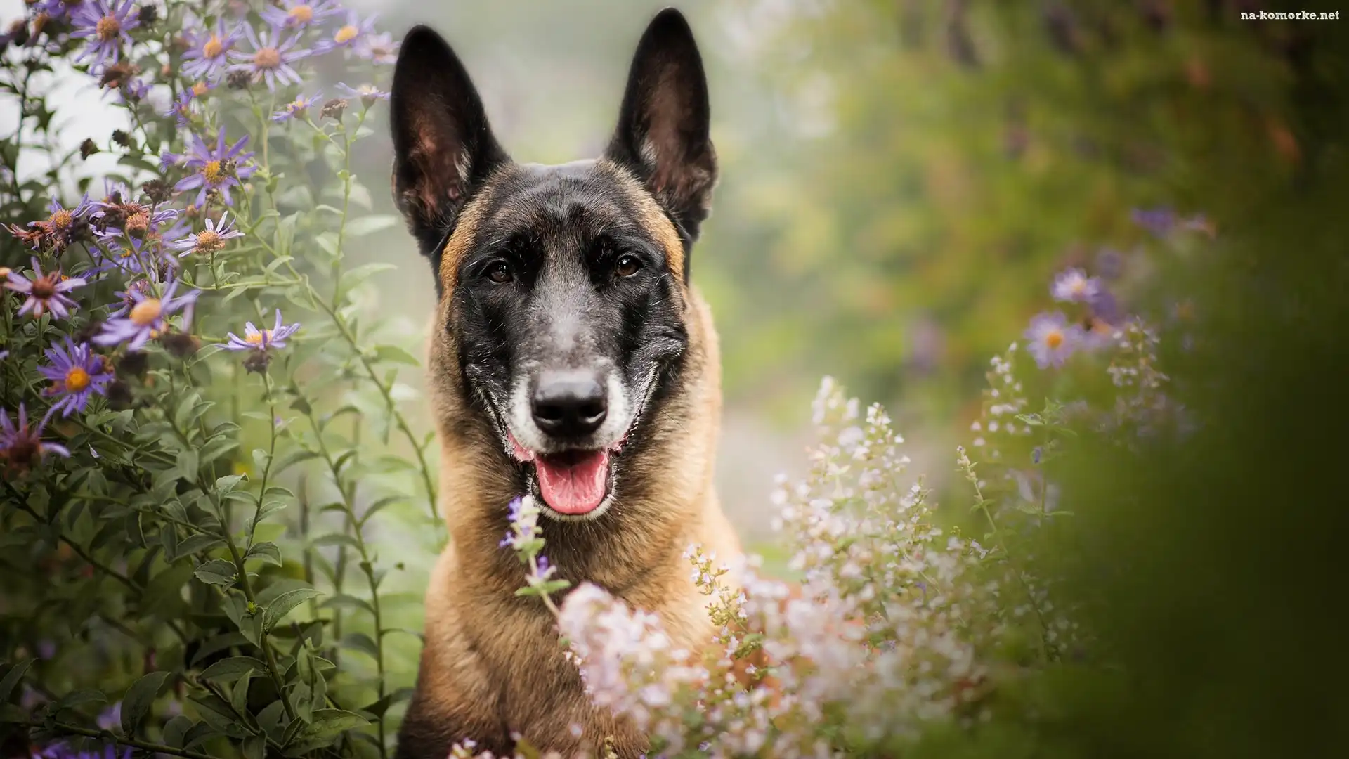 Pies, Kwiaty, Mordka, Owczarek belgijski Malinois