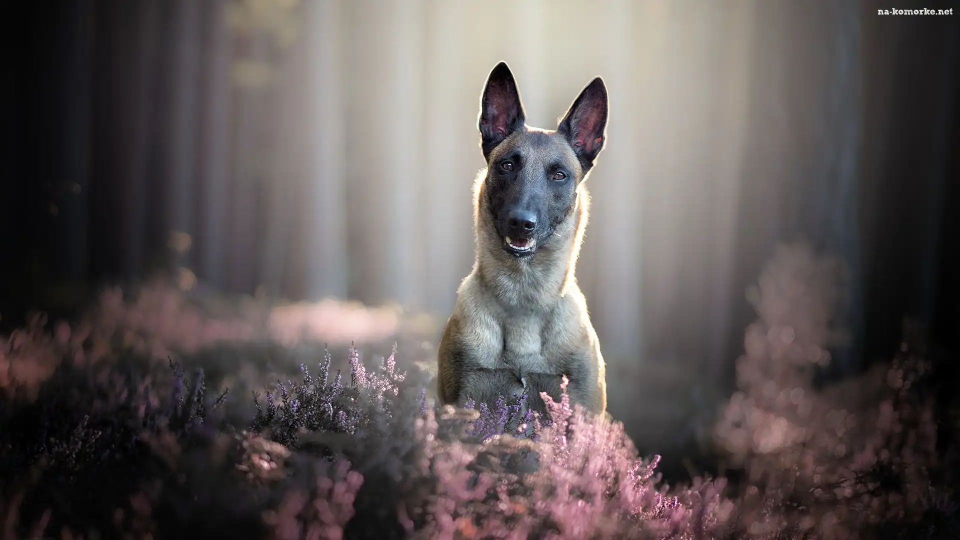 Pies, Wrzosy, Mordka, Owczarek belgijski Malinois