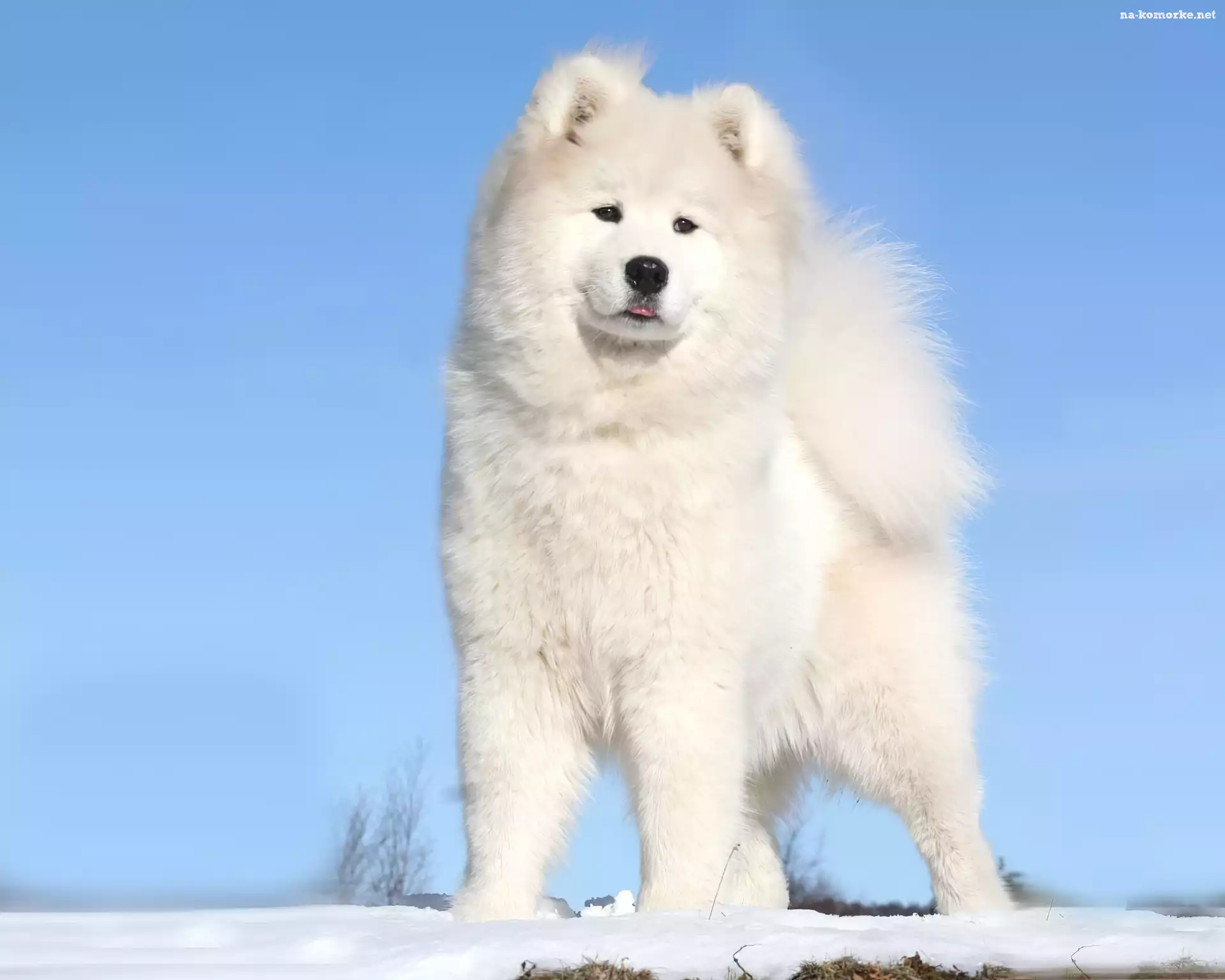 Biały, Pies, Akita