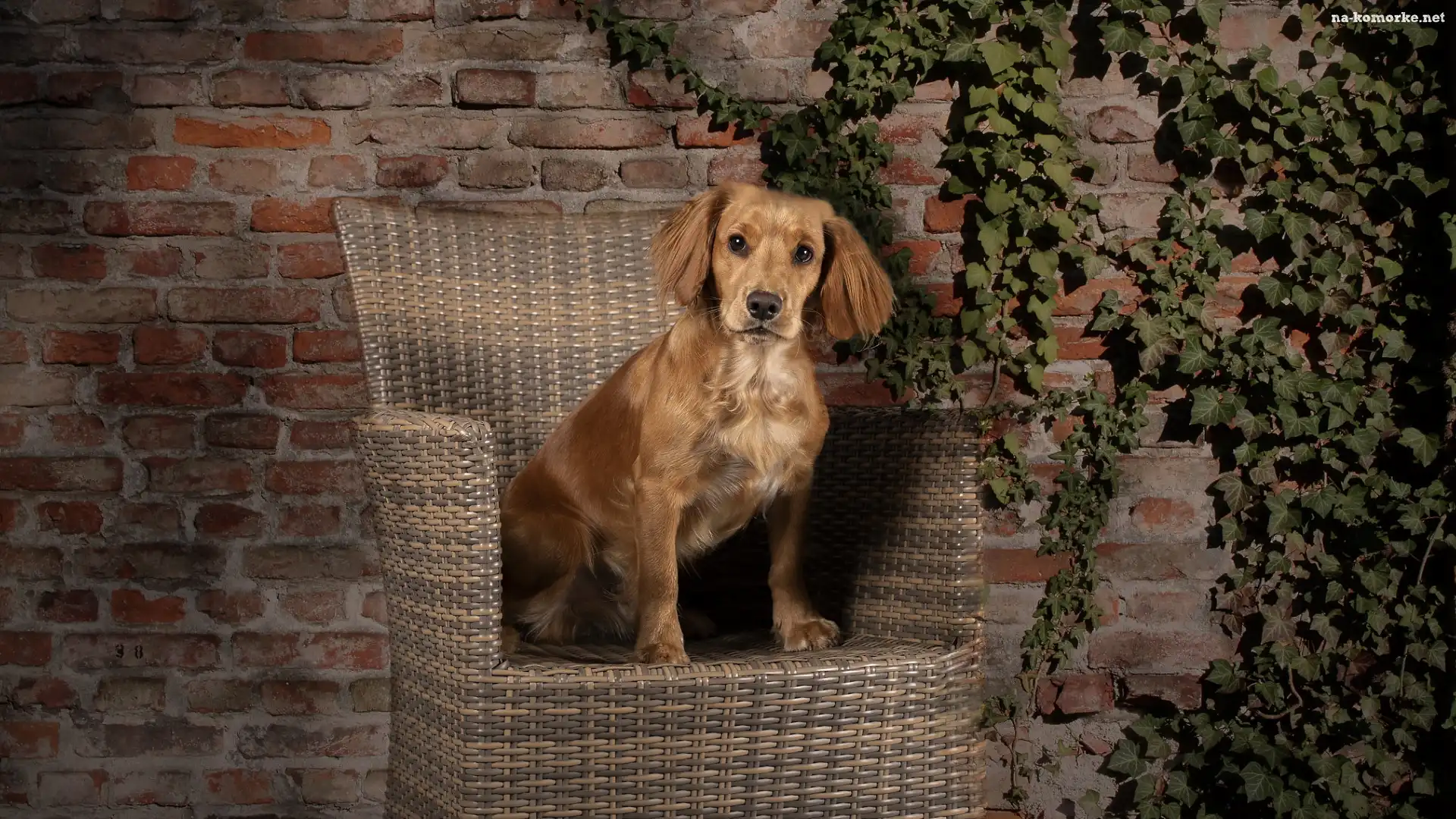 Bluszcz, Pies, Working cocker spaniel, Fotel, Ściana