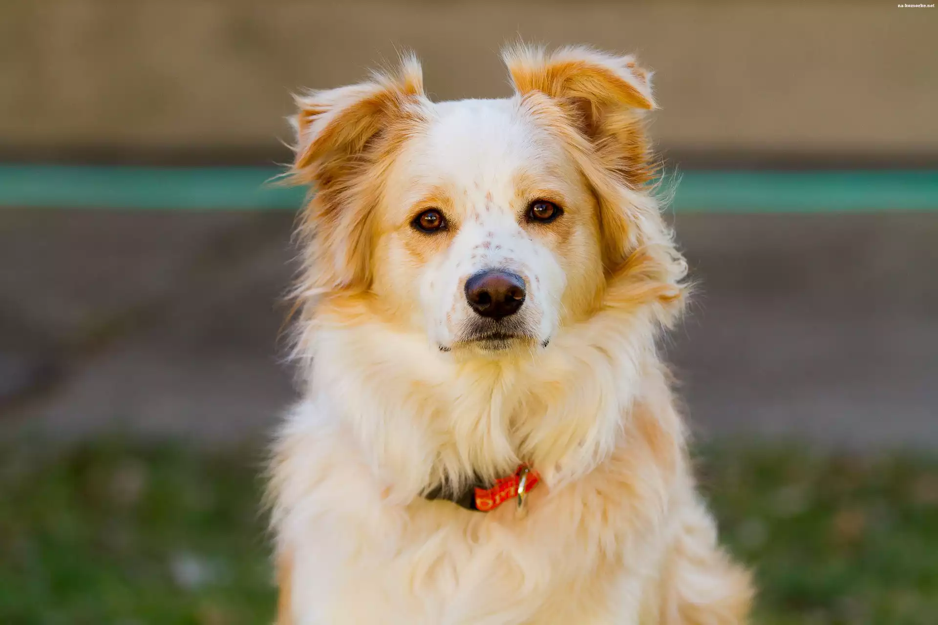 Pies, Beżowy, Border Collie