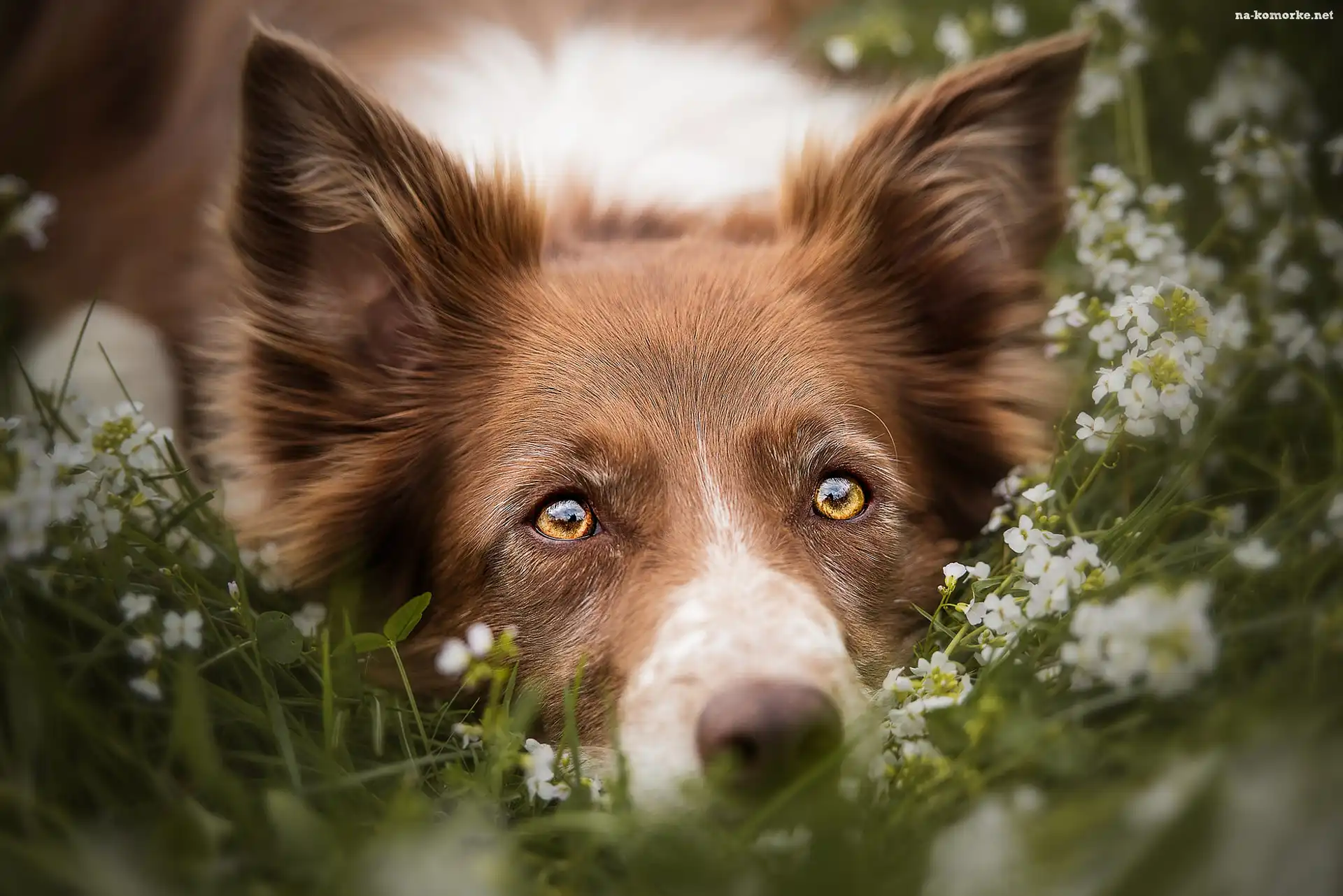 Pies, Kwiaty, Mordka, Border collie