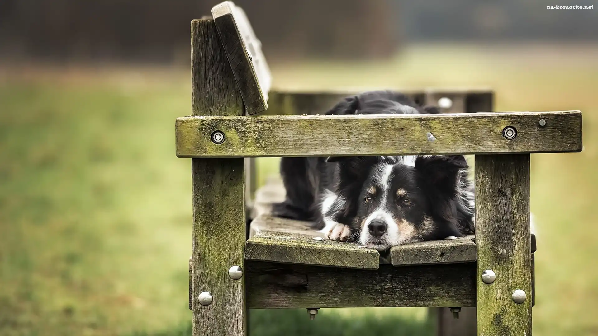 Pies, Border collie, Ławka