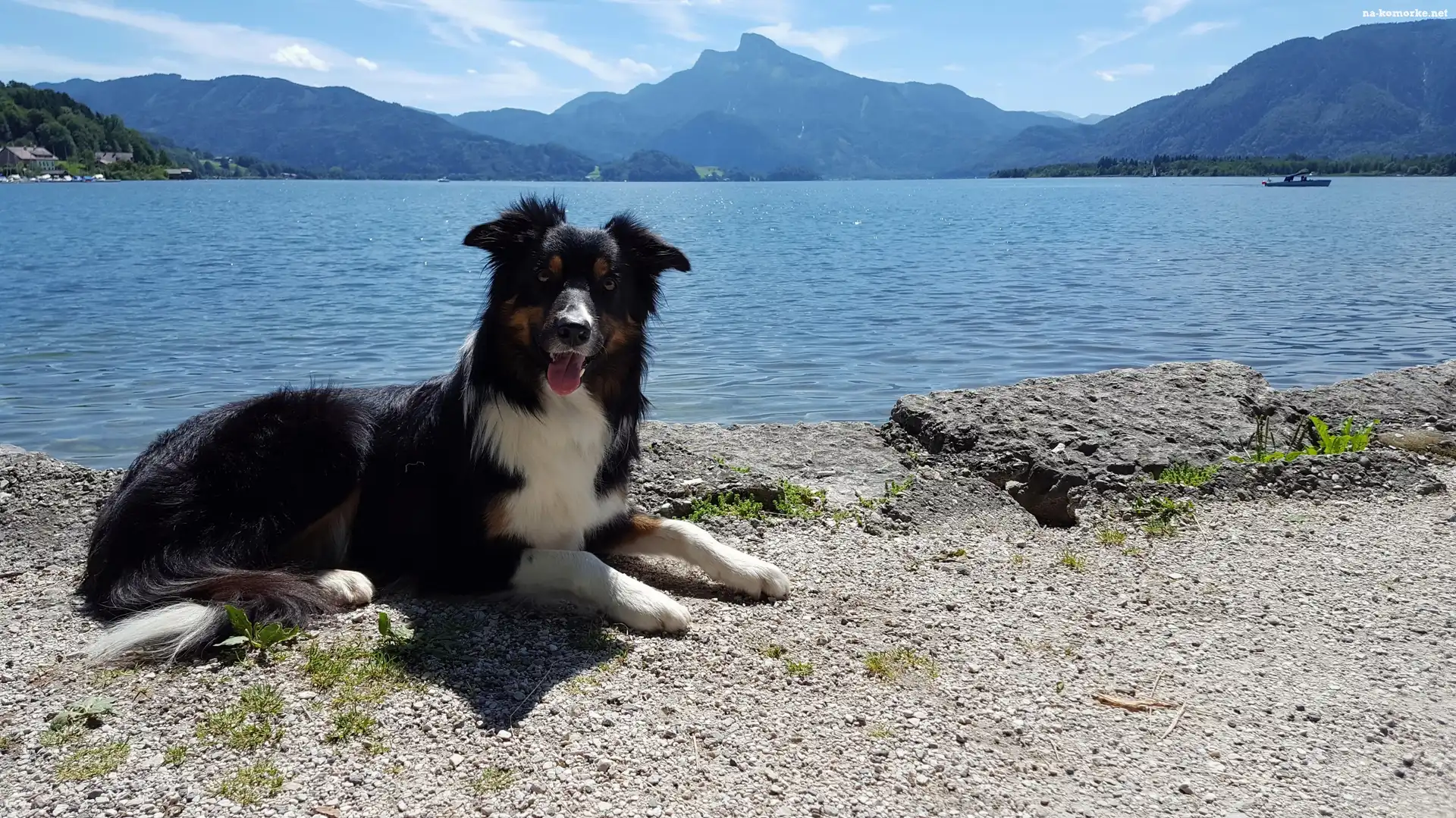 Pies, Góry, Border collie, Jezioro