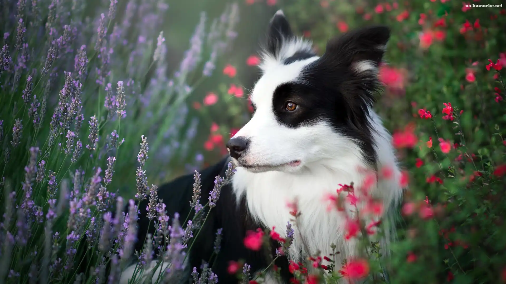 Pies, Kwiaty, Border collie, Łąka