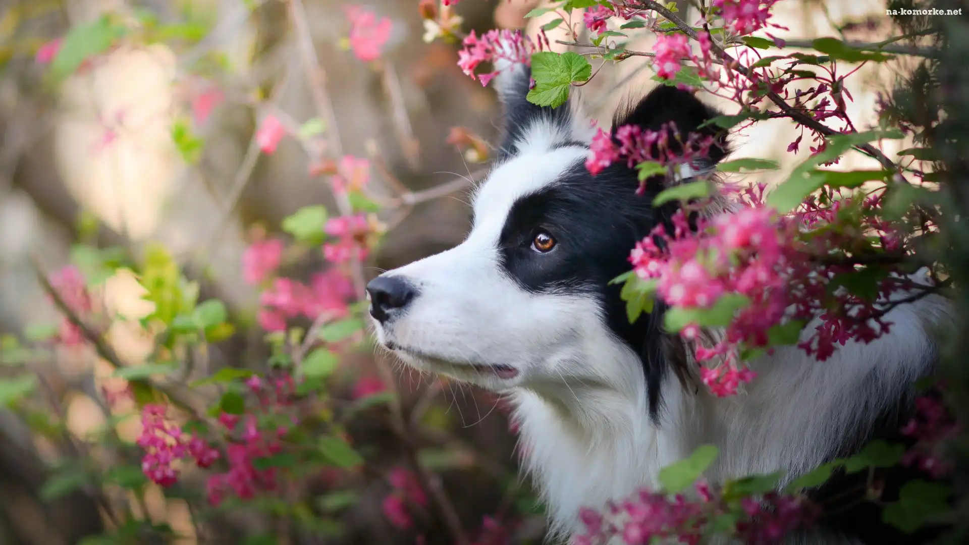 Pies, Kwiaty, Border collie, Krzewy