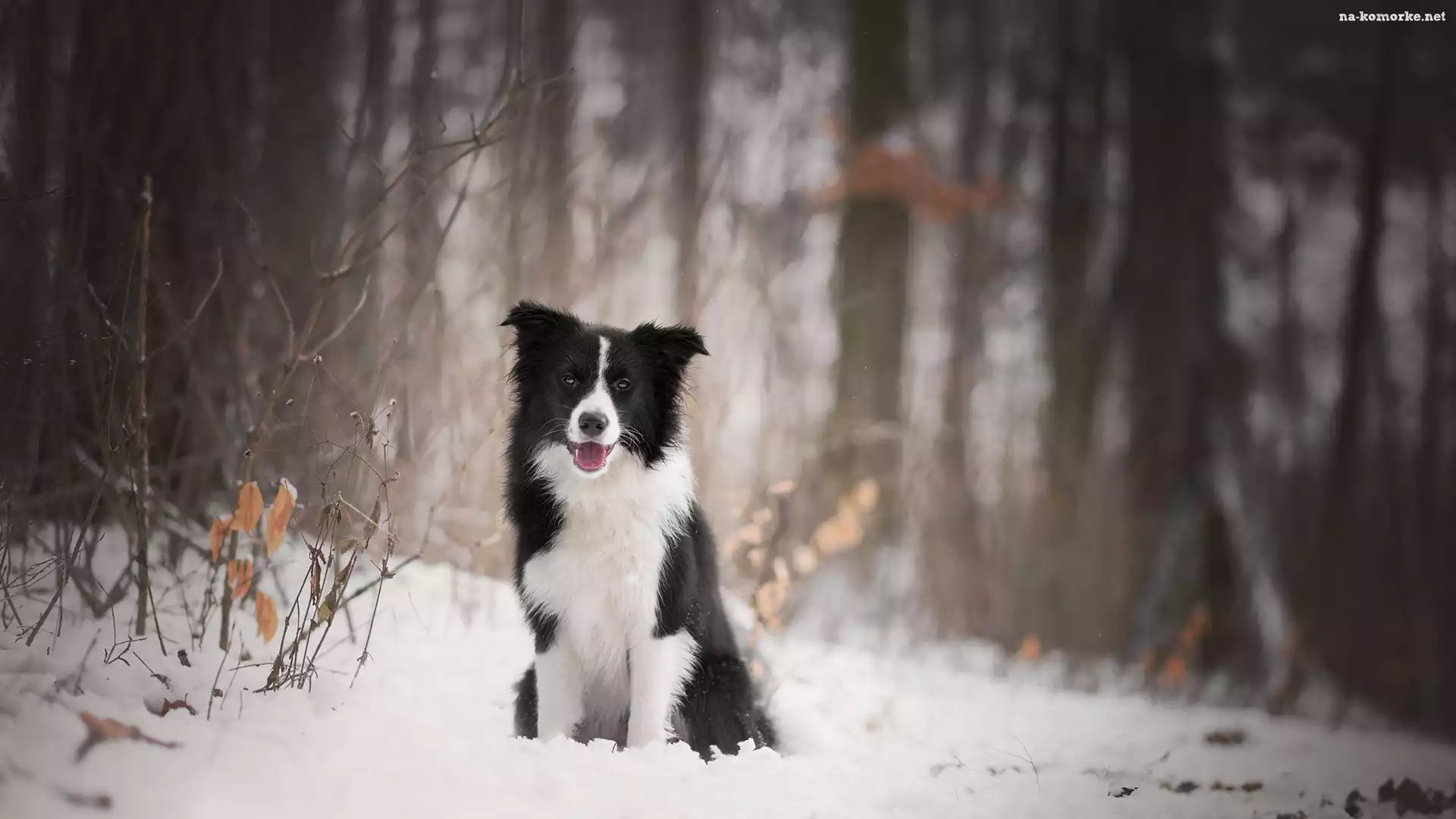Pies, Śnieg, Border collie, Las