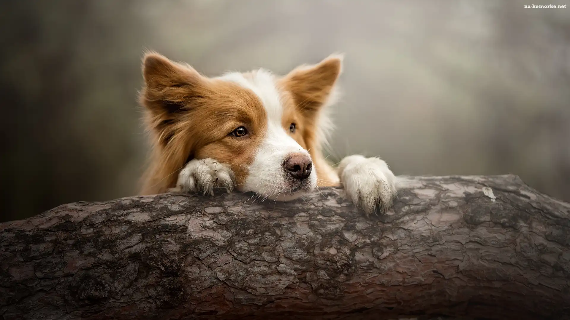 Pies, Pień, Border collie, Mordka