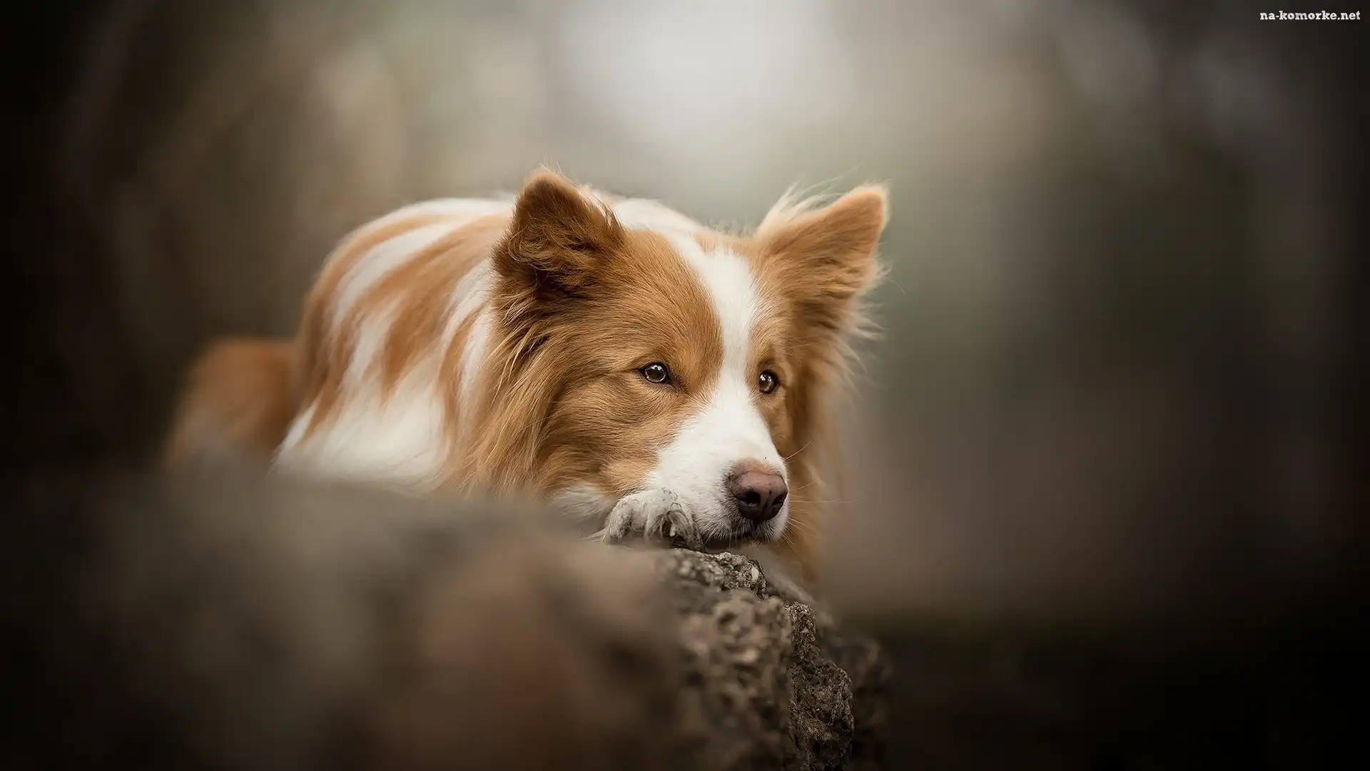 Pies, Skała, Border collie, Mordka