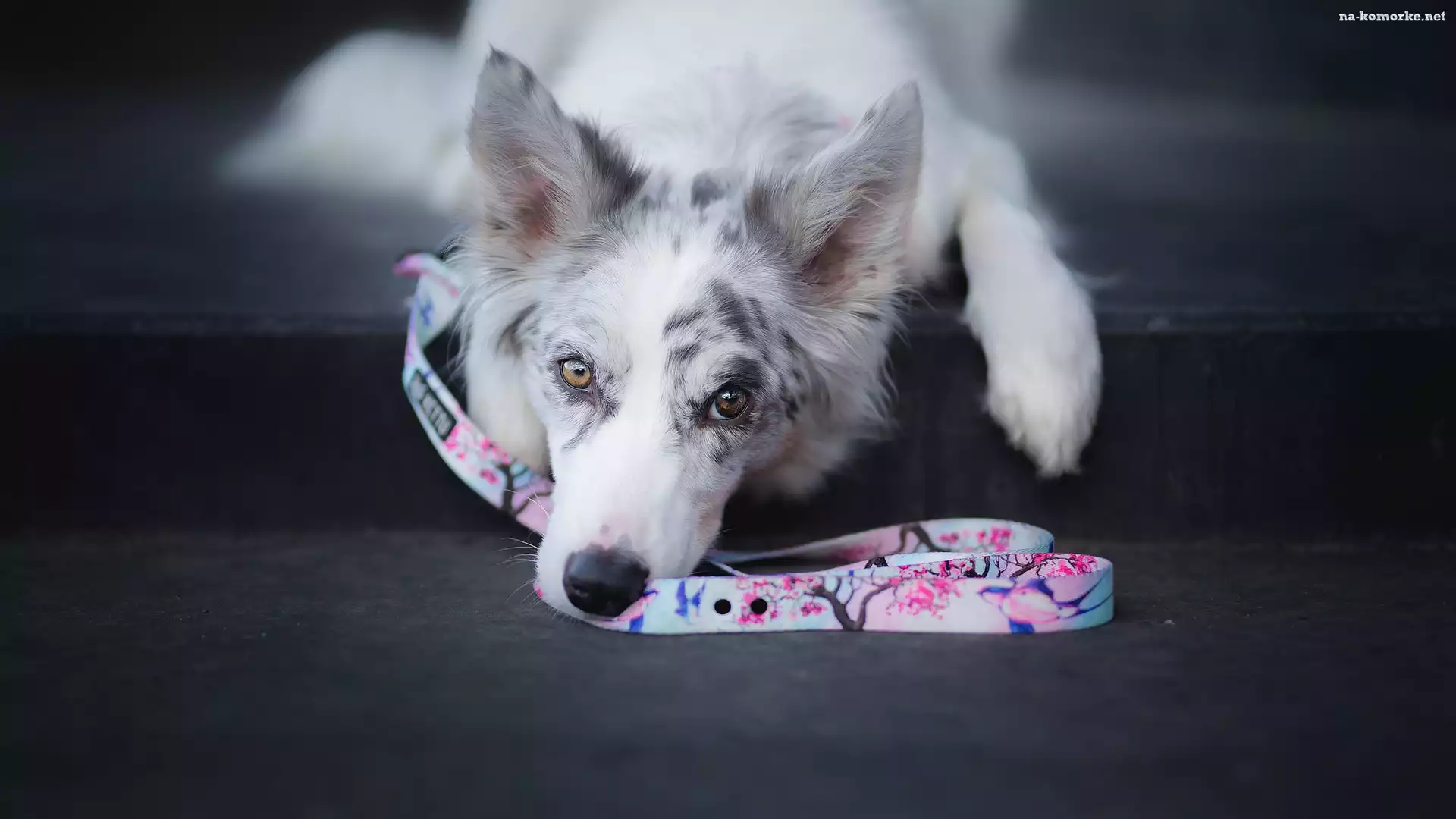Pies, Smycz, Border collie, Mordka