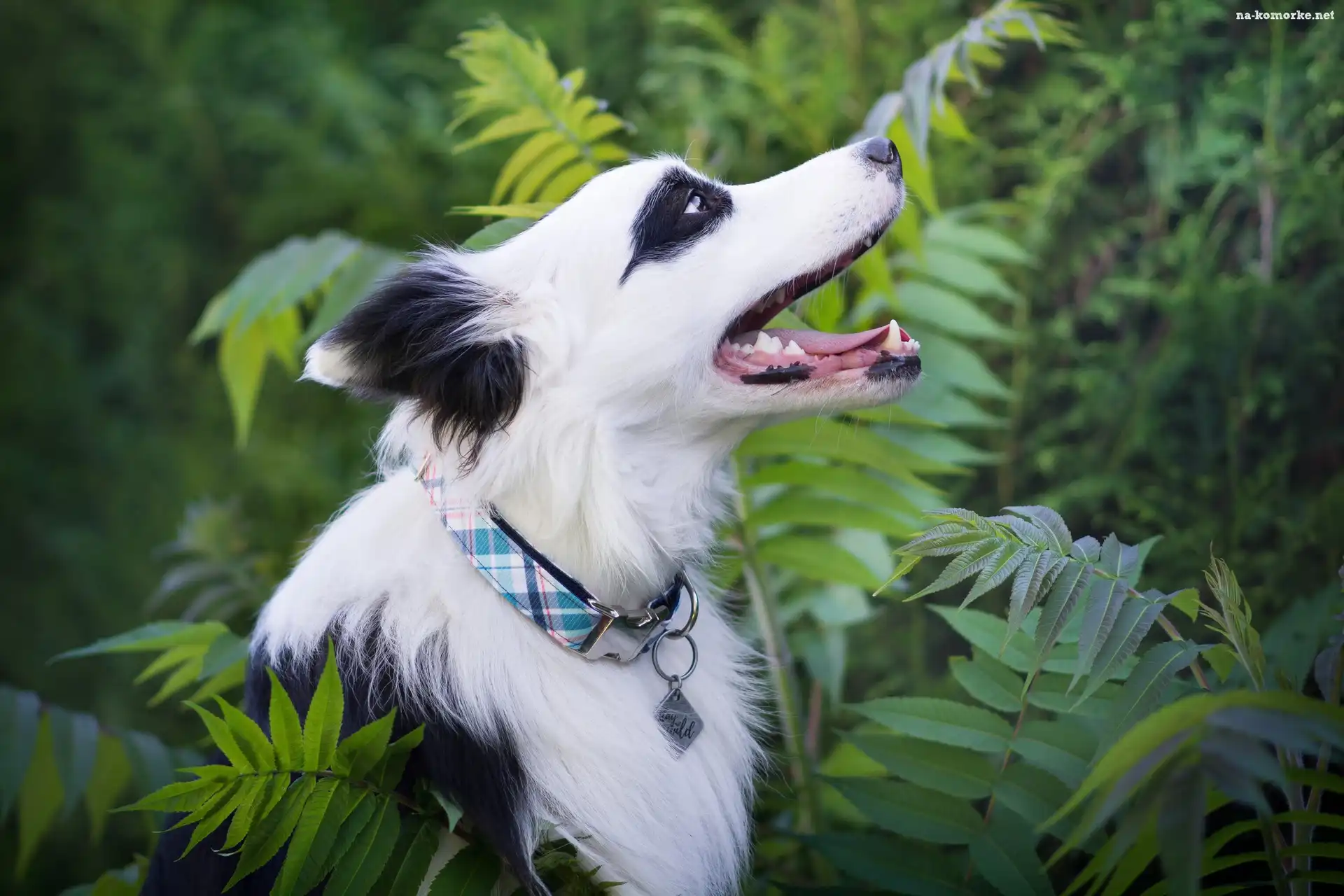 Pies, Border collie, Zarośla