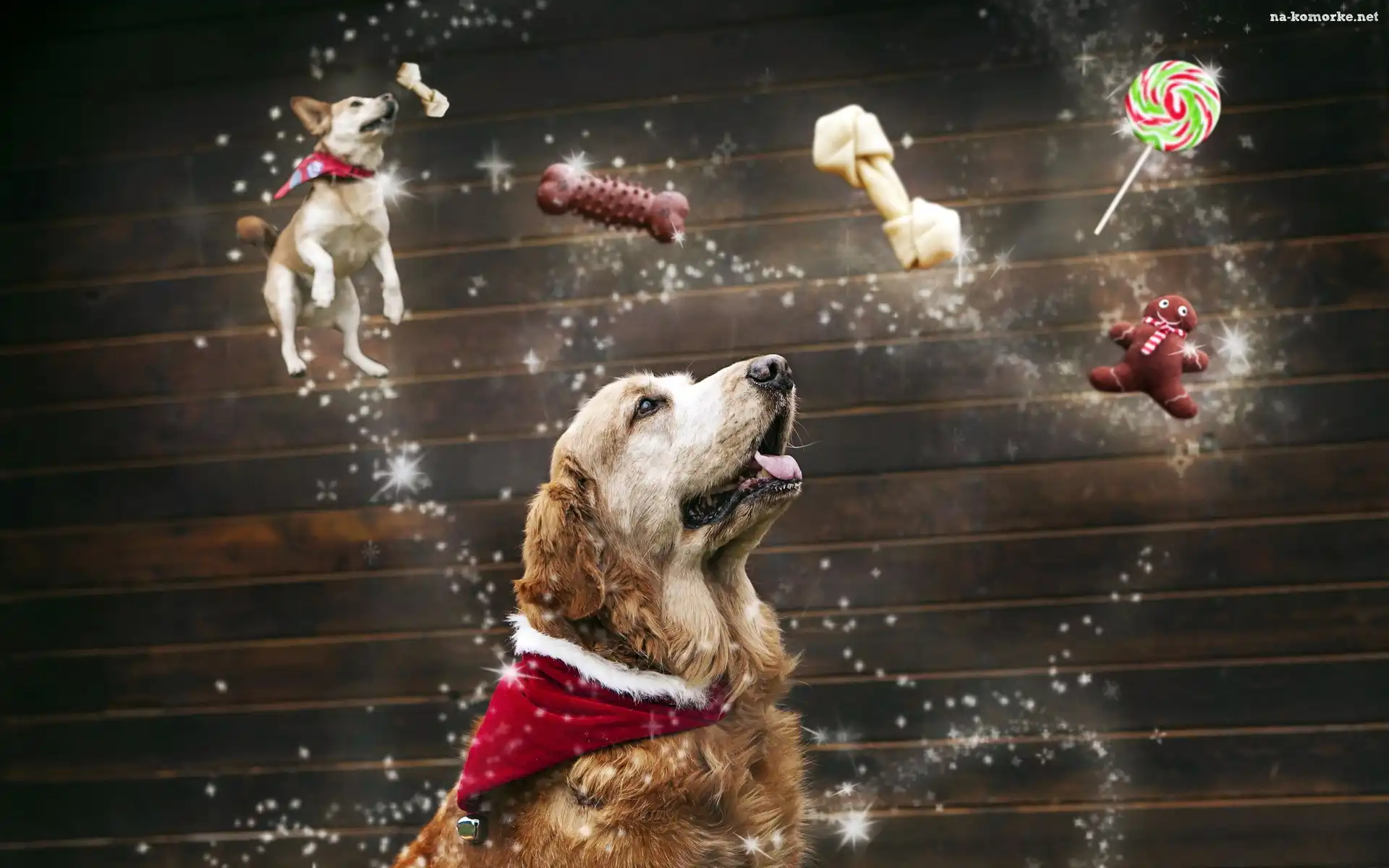 Pies, Golden retriever, Przysmaki