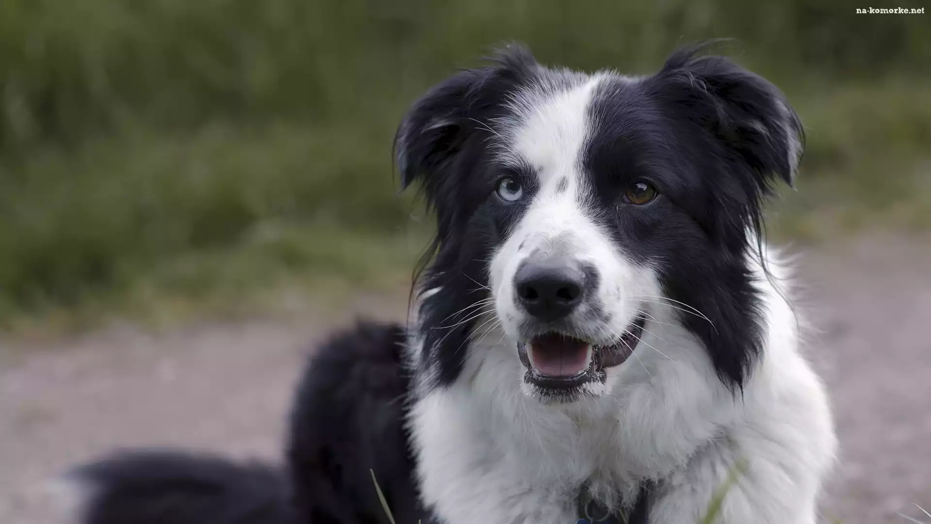 Pies, Mordka, Border collie, Czarno-biały