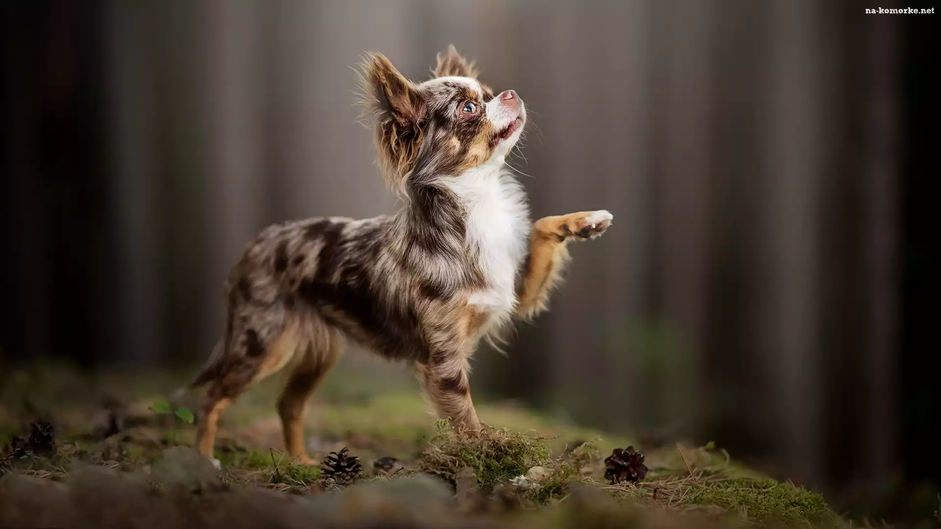Pies, Szyszki, Chihuahua długowłosa, Ściółka