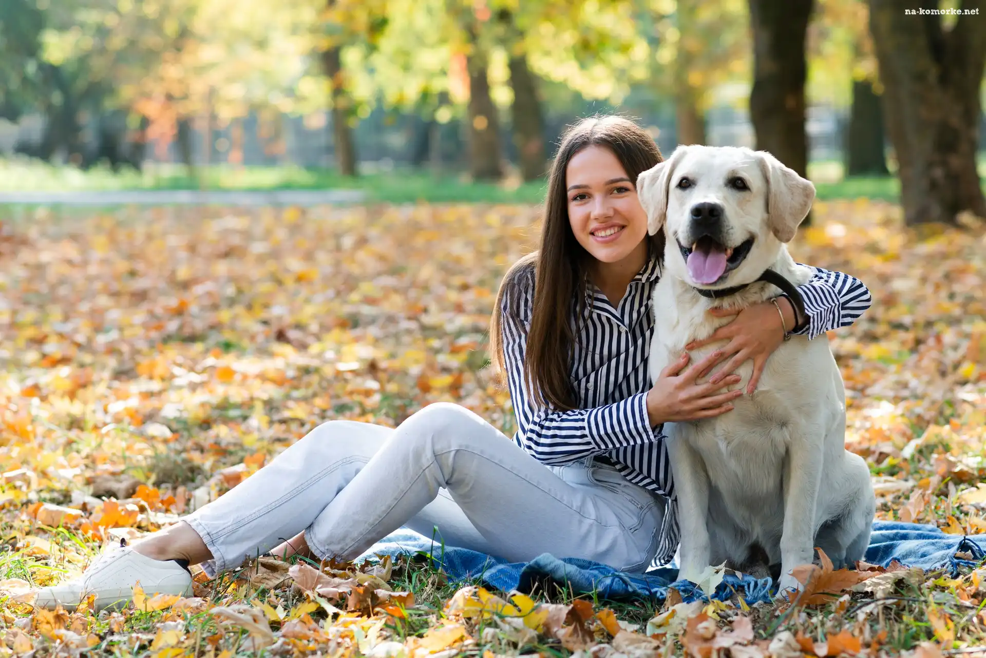 Labrador retriever, Długowłosa, Pies, Liście, Biały, Kobieta