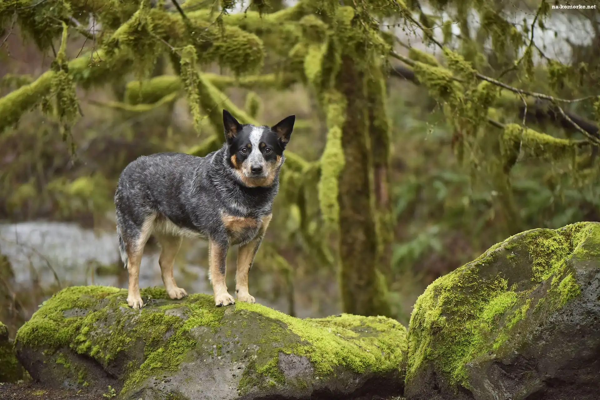 Drzewa, Pies, Australian cattle dog, Skały, Mech