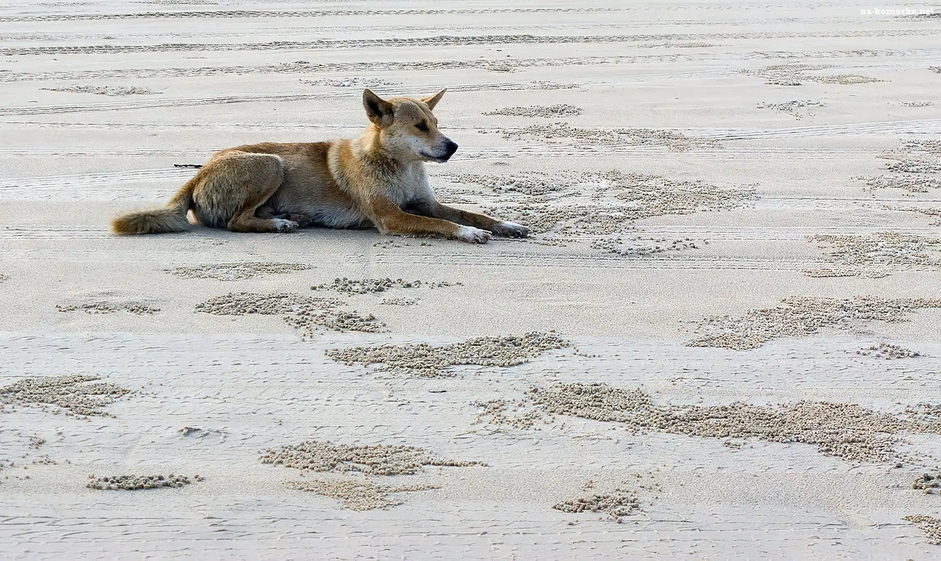 Dziki, Dingo, Pies