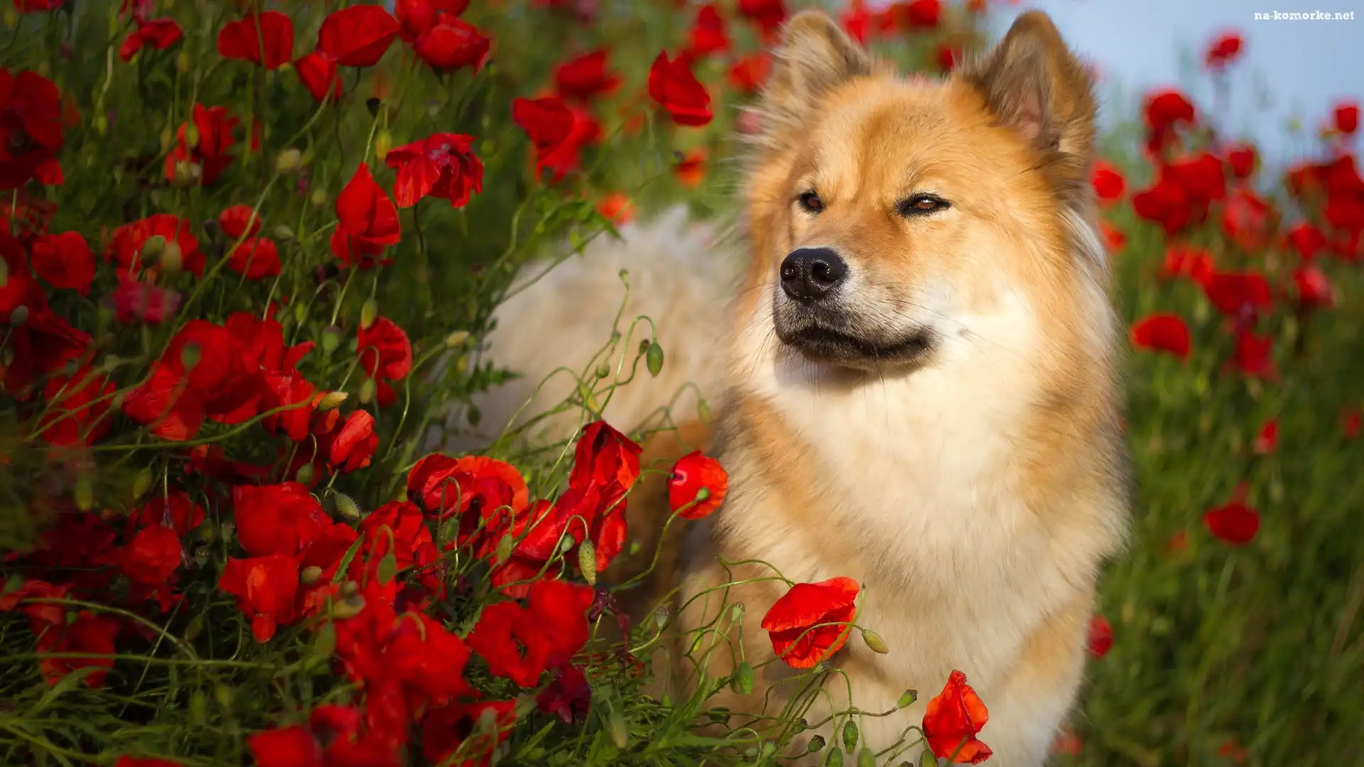 Pies, Szpic eurasier, Maki