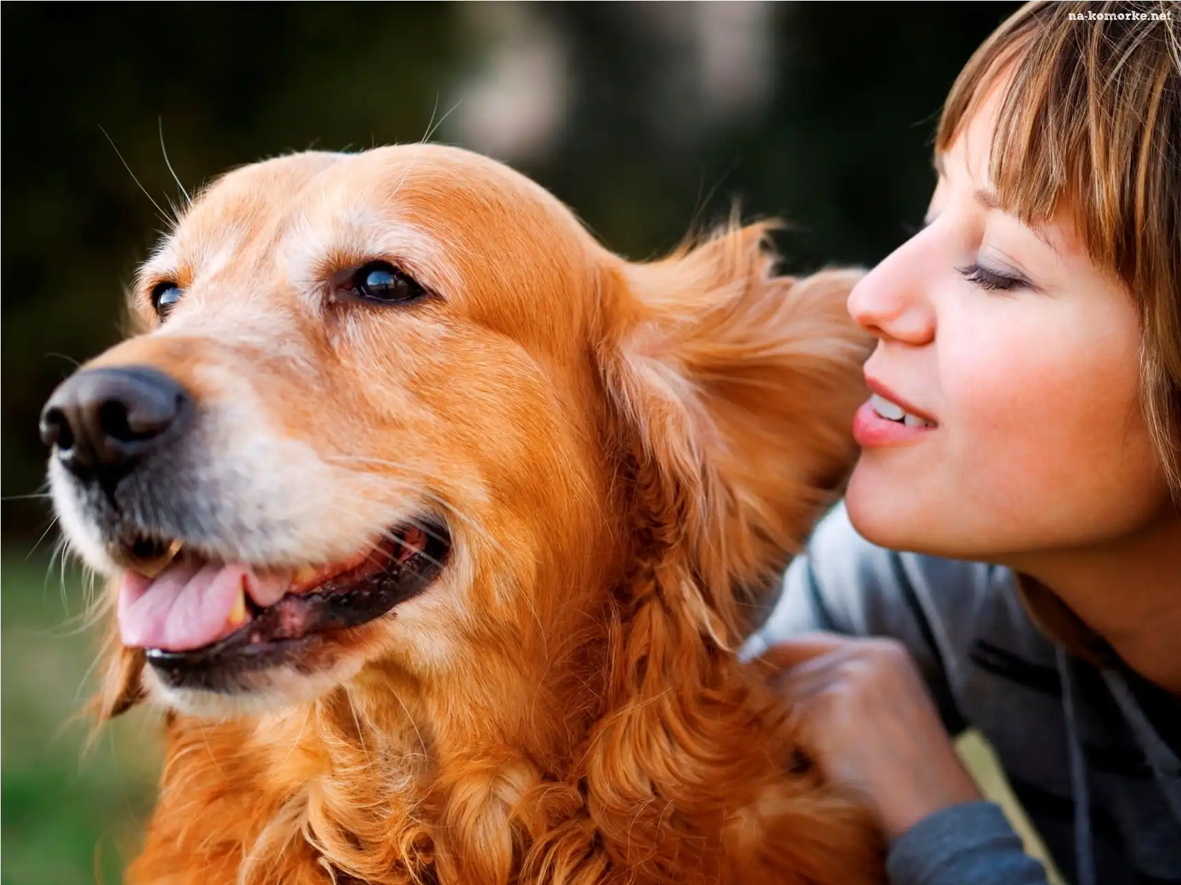 Pies, Dziewczyna, Golden, Retriever