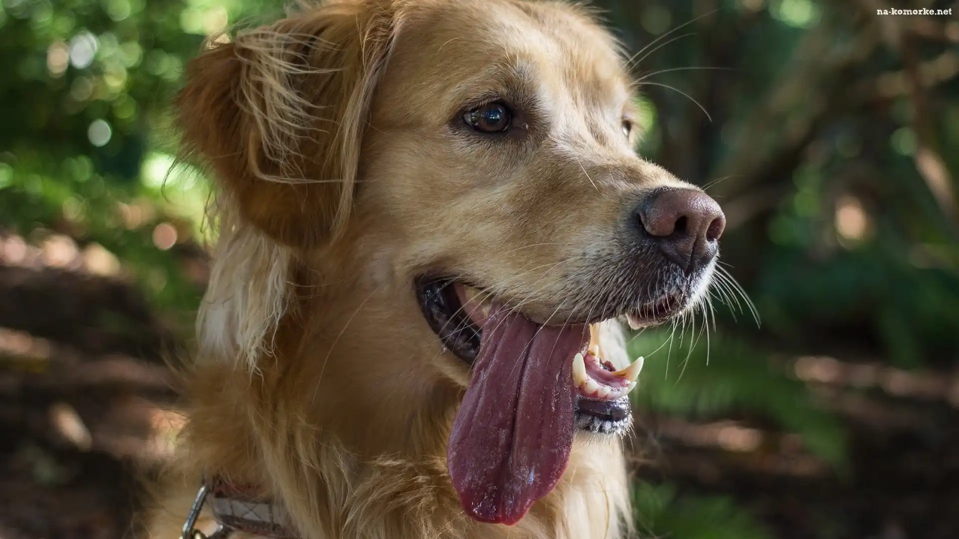 Pies, Język, Golden, Retriever