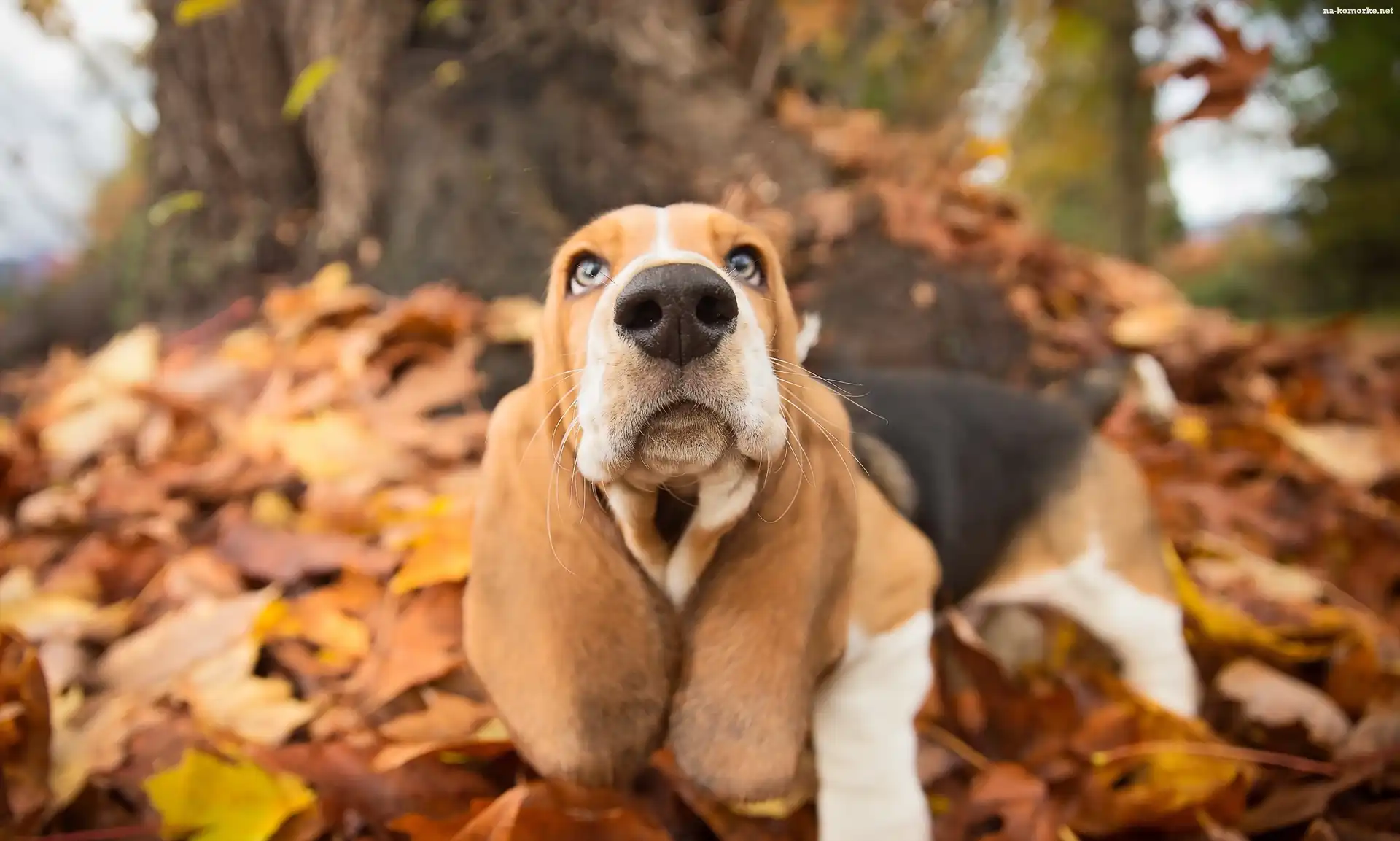 Pies, Basset hound, Liście