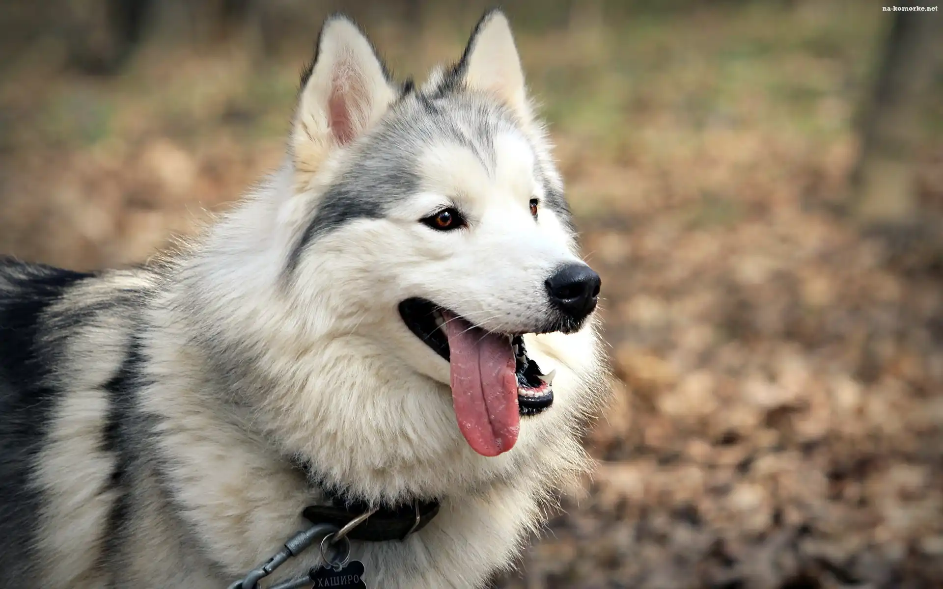 Pies, Las, Husky, Spacer