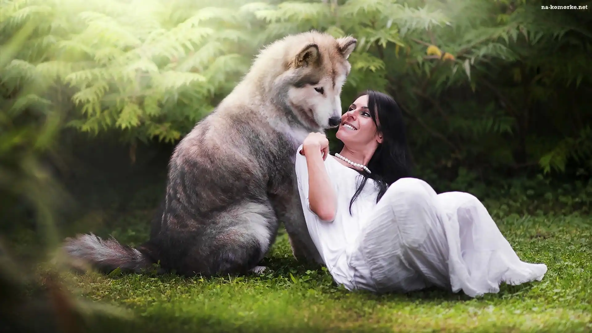 Pies, Siberian Husky, Brunetka