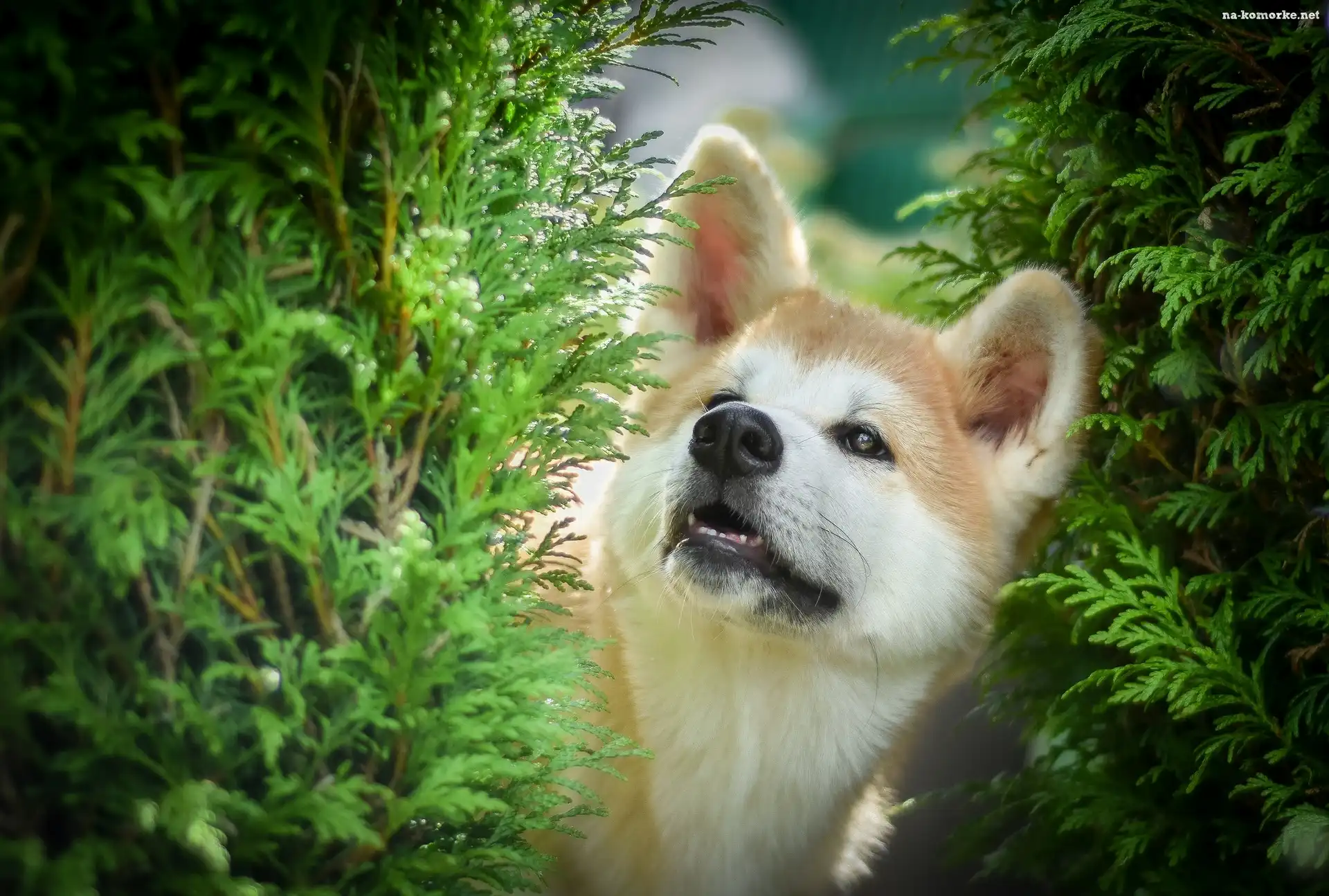 Pies, Gałązki, Akita inu, Zielone