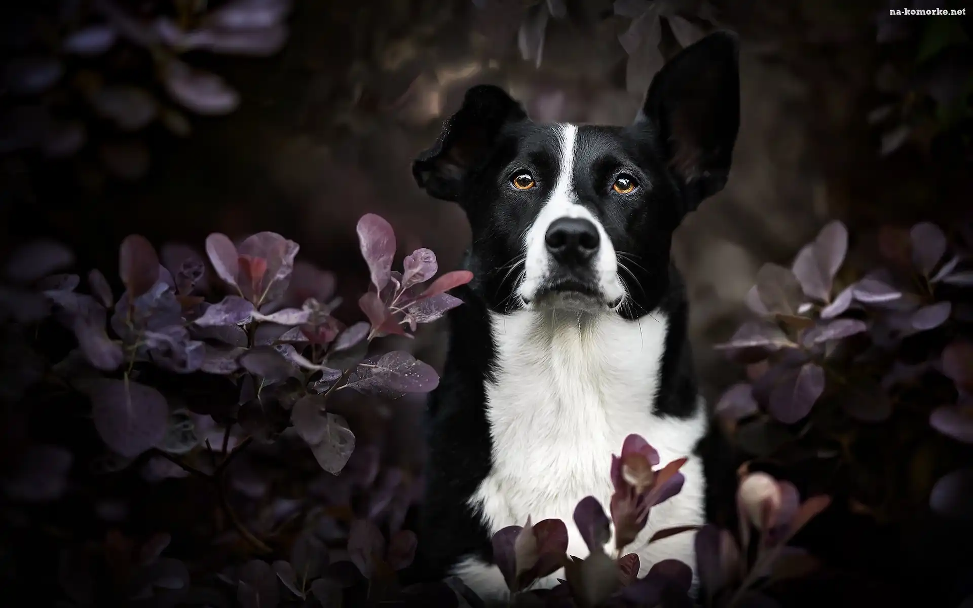 Pies, Border collie krótkowłosy, Liście