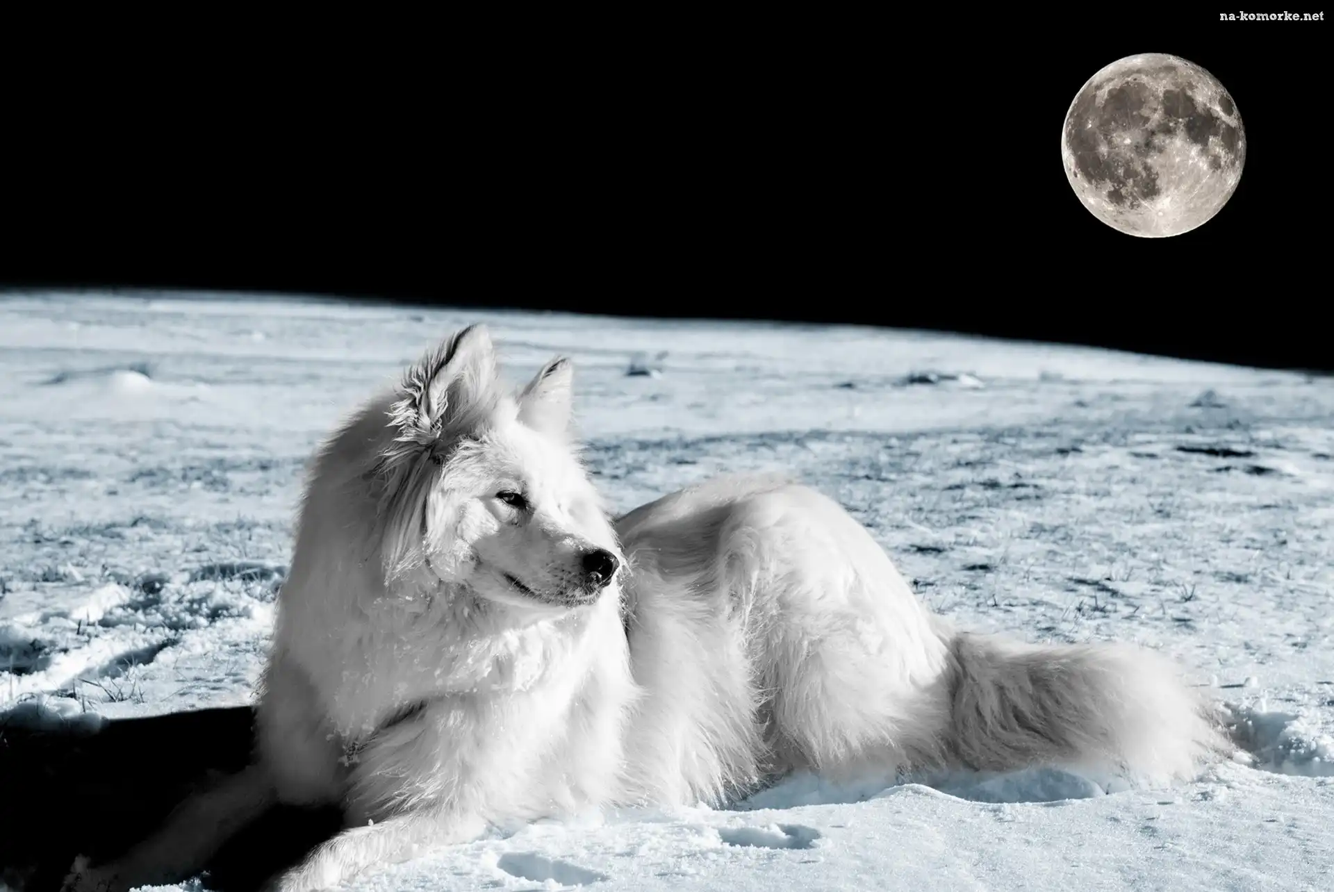 Pies, Planeta, Kosmos, Księżyc, Biały