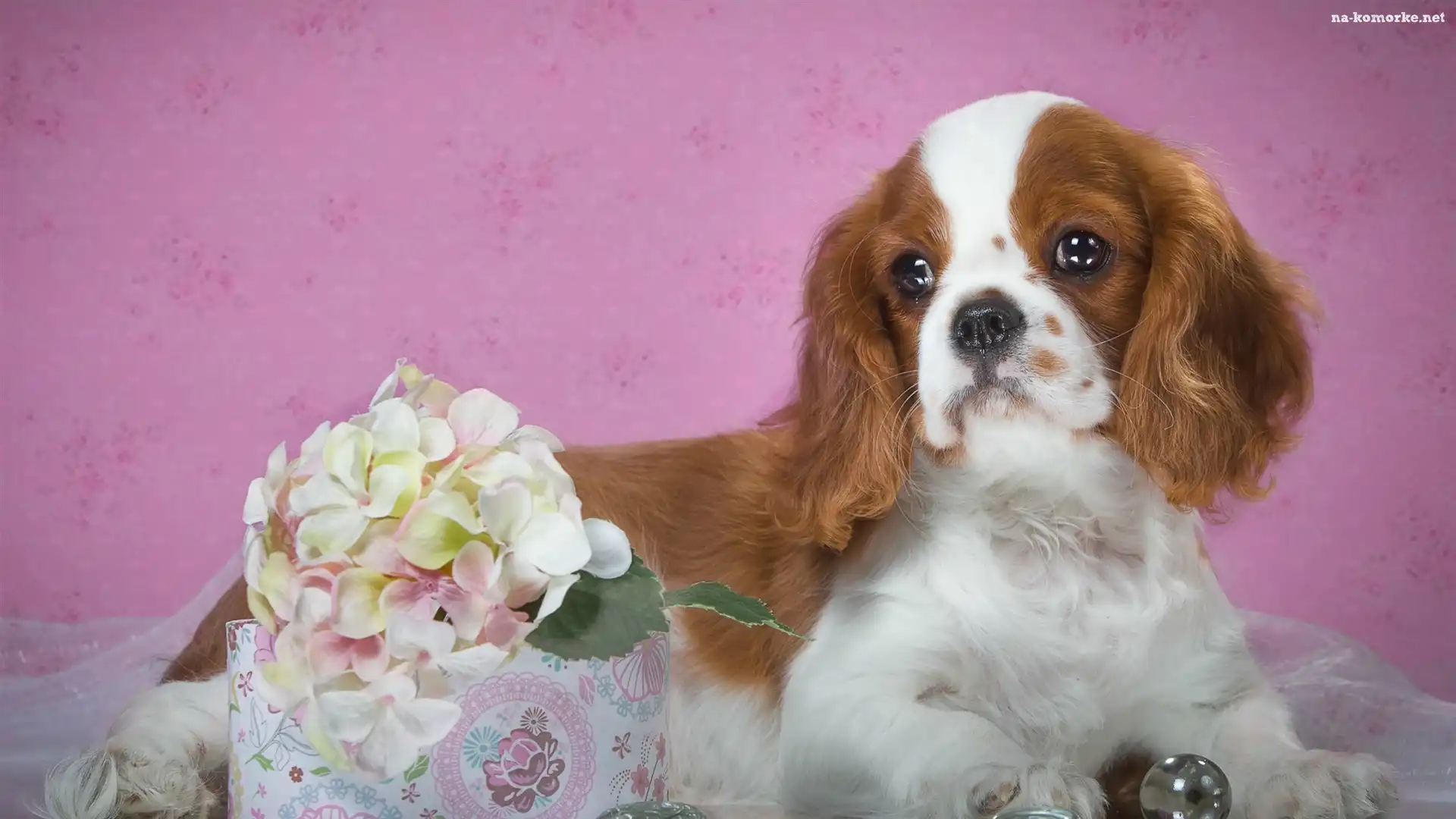 Hortensja, Pies, Szczeniak, Cavalier king charles spaniel, Kwiat